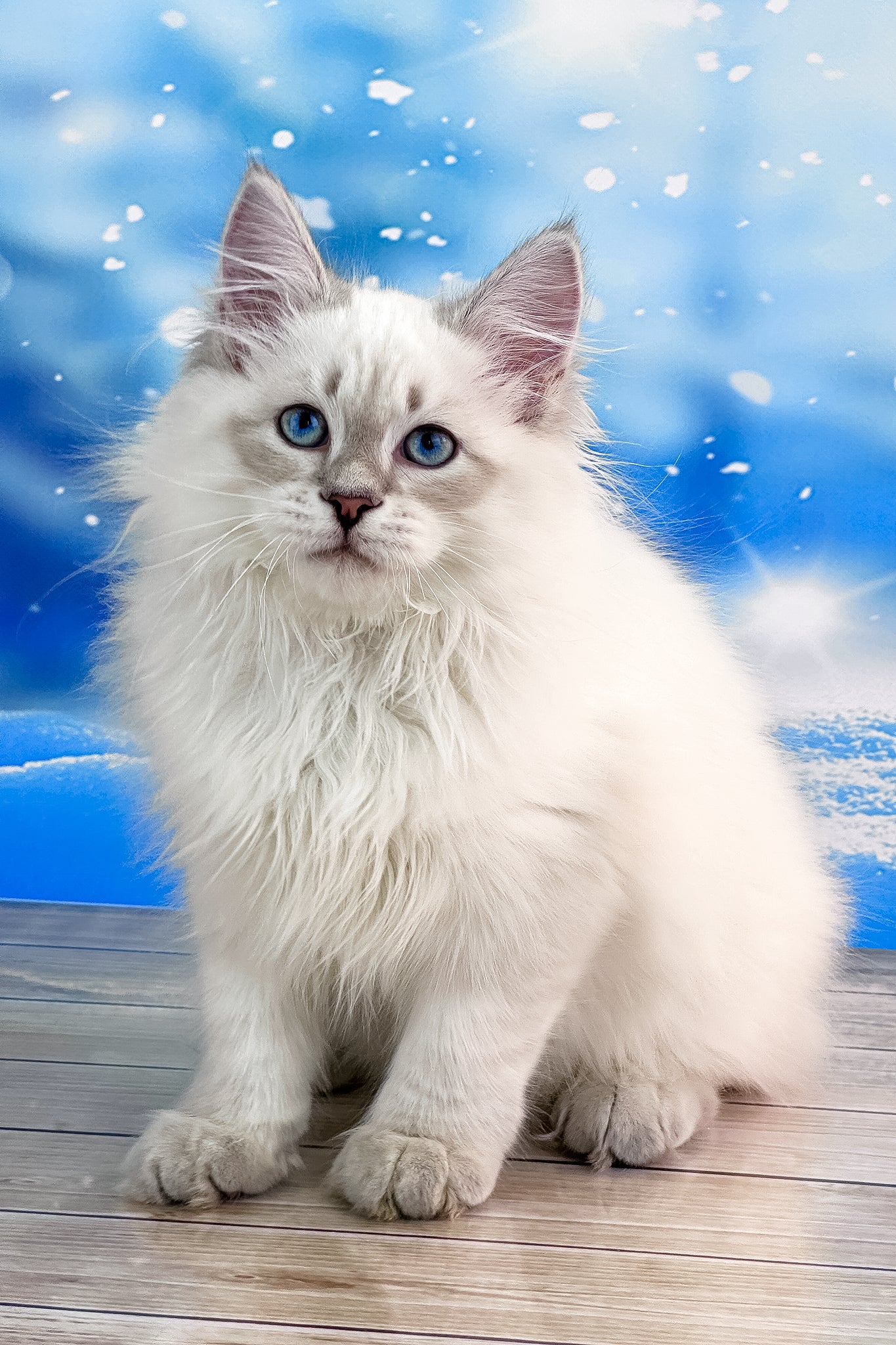 Tobias | Siberian Kitten - Image 4