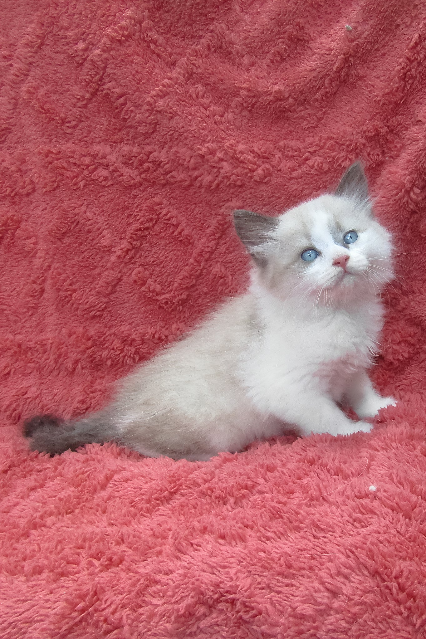 Udjyn | Siberian Kitten - Image 2
