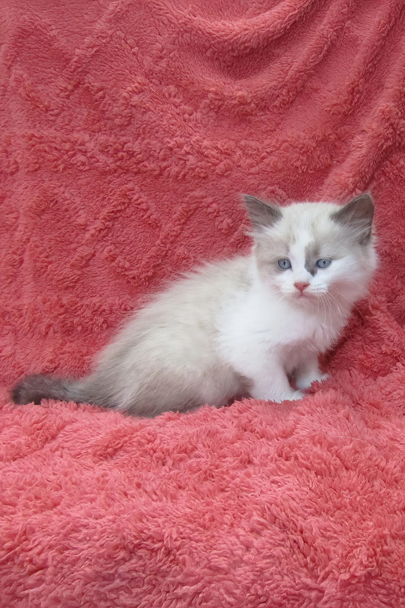 Udjyn | Siberian Kitten - Image 6