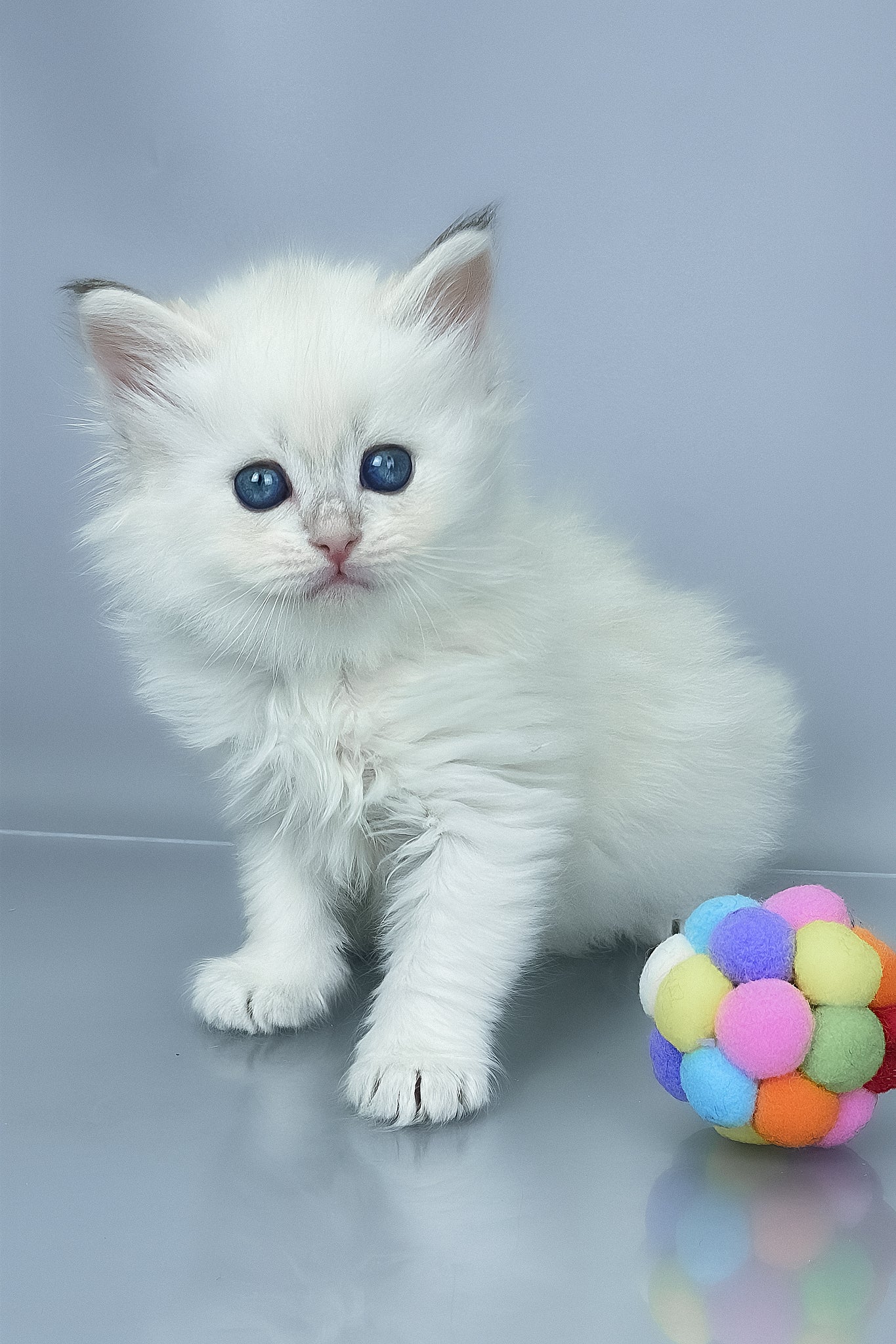 Urban | Siberian Kitten - Image 2