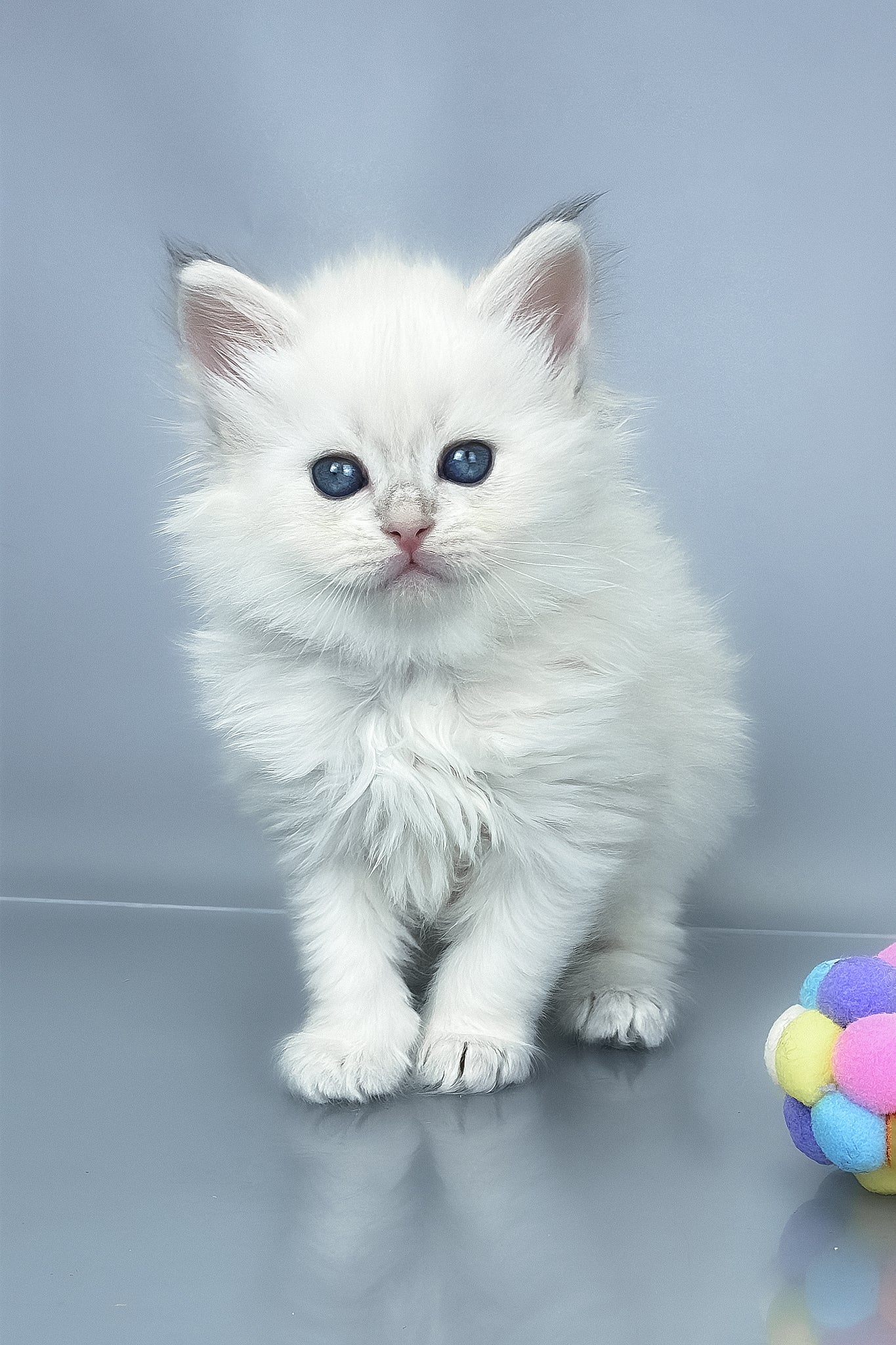 Urban | Siberian Kitten - Image 3