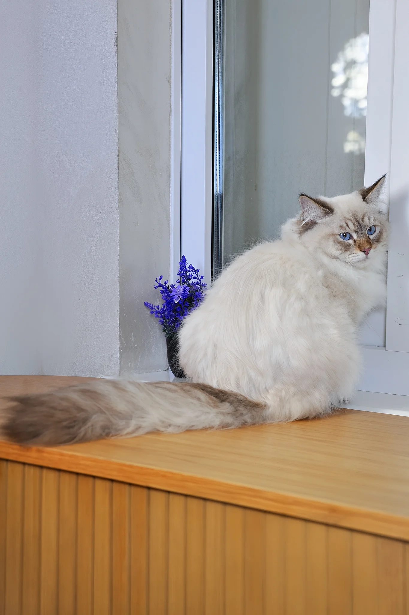 Venya | Siberian Kitten - Image 5