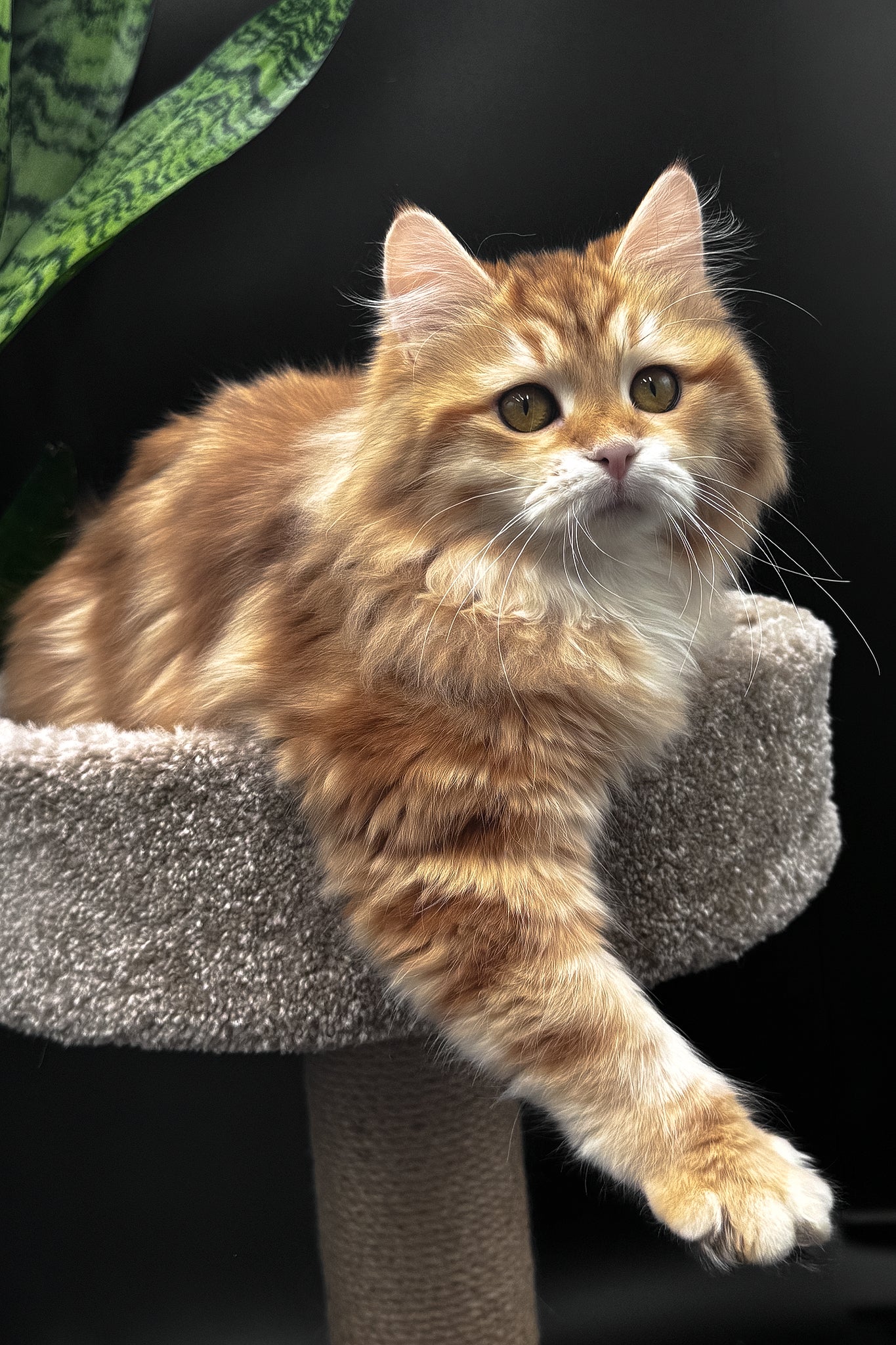 Wanessa | Siberian Kitten - Image 7