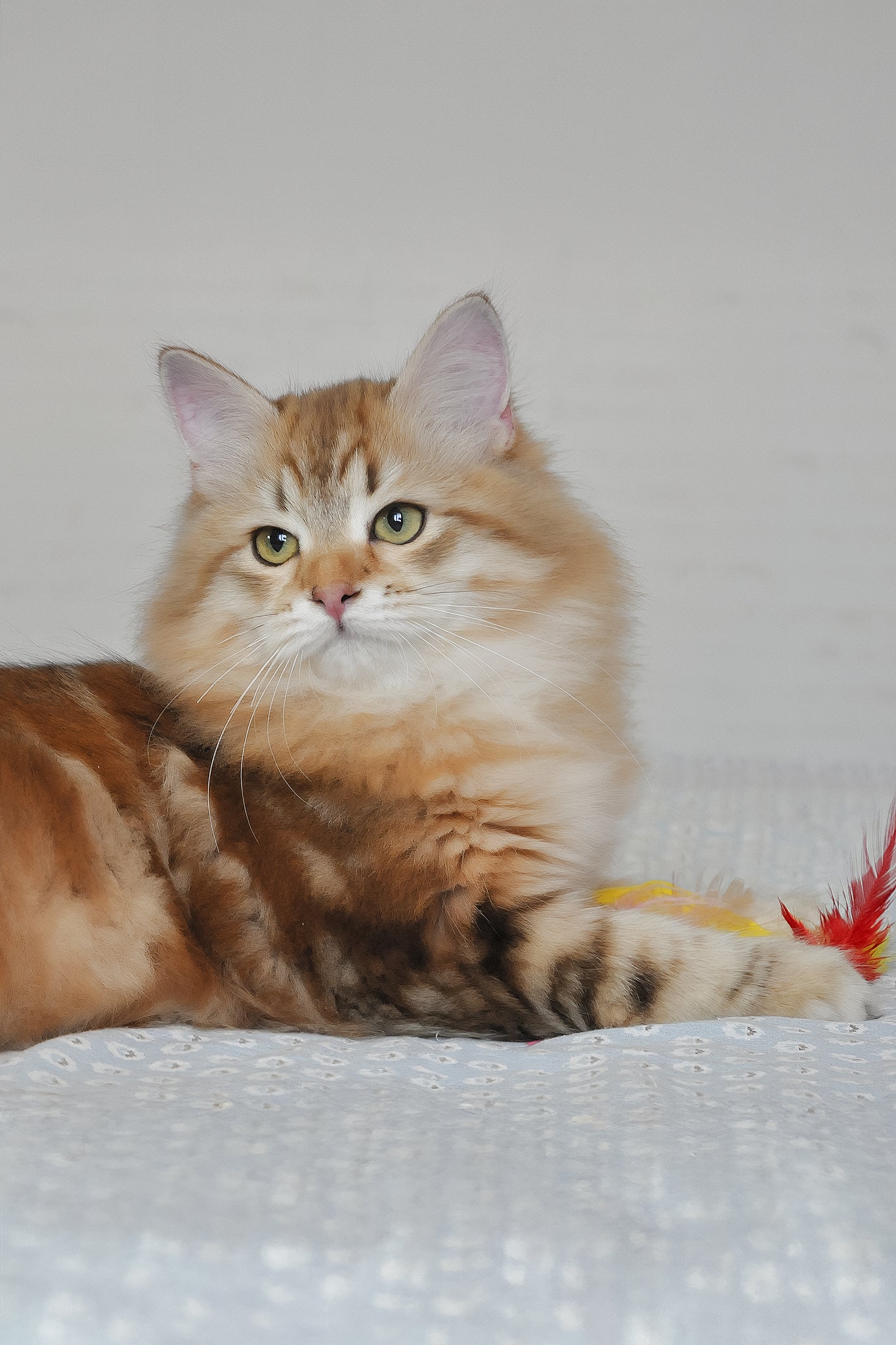 William | Siberian Kitten - Image 6