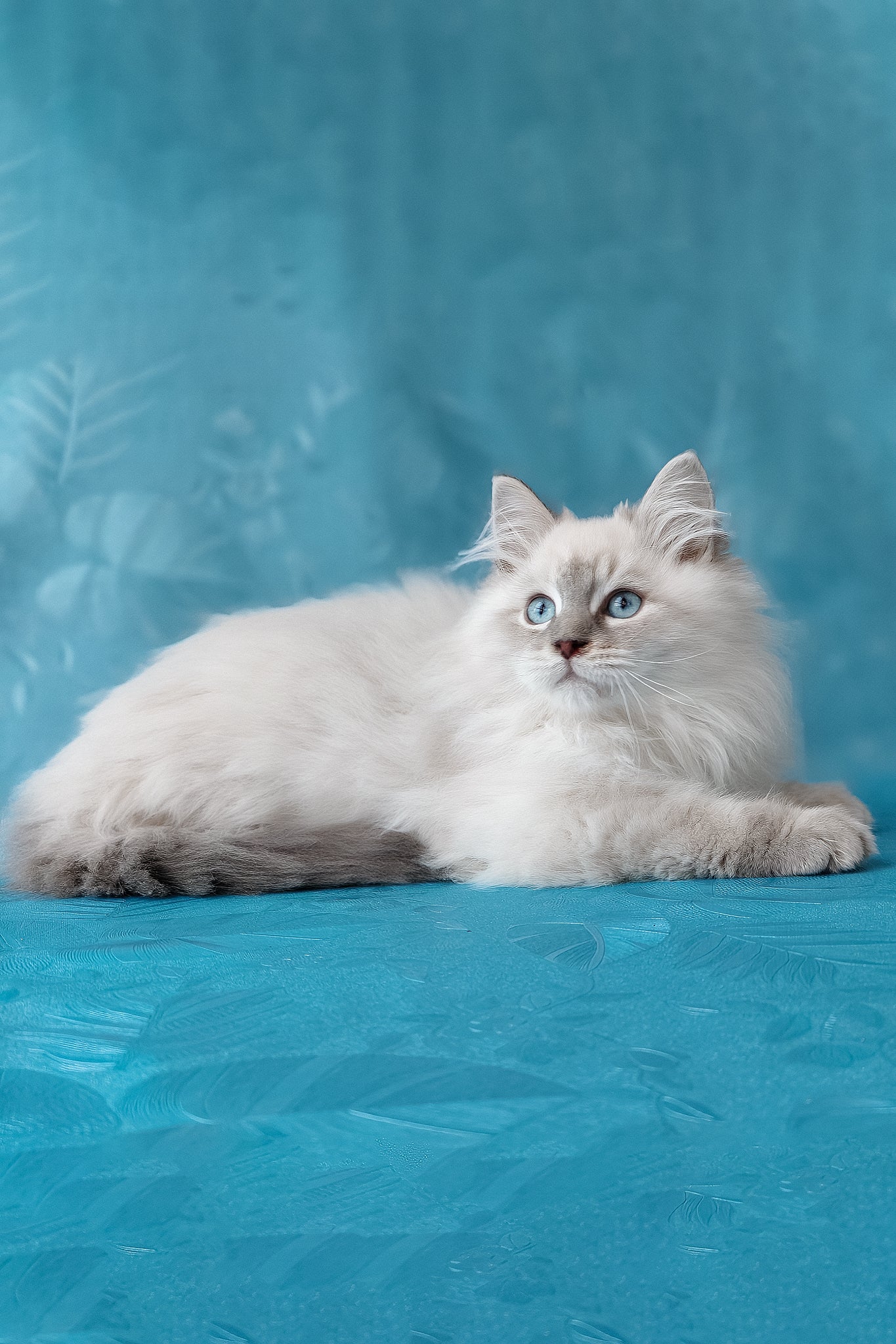 Zador | Siberian Kitten - Image 2