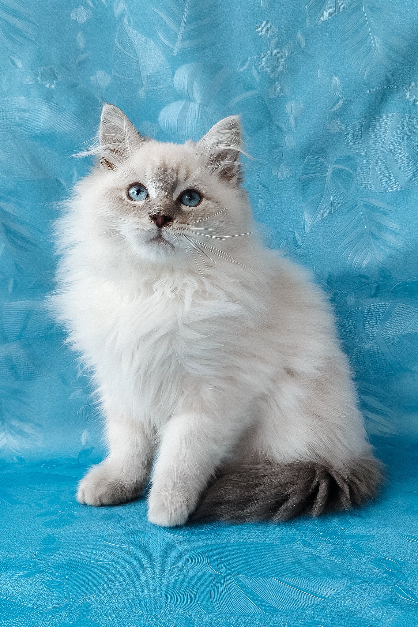 Zador | Siberian Kitten - Image 6