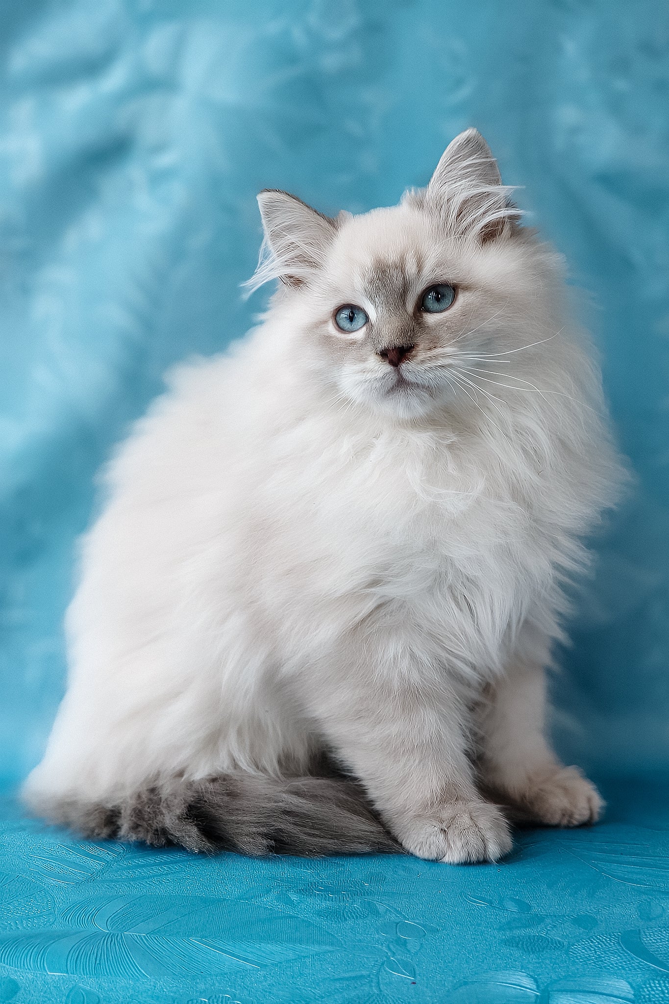 Zador | Siberian Kitten - Image 9