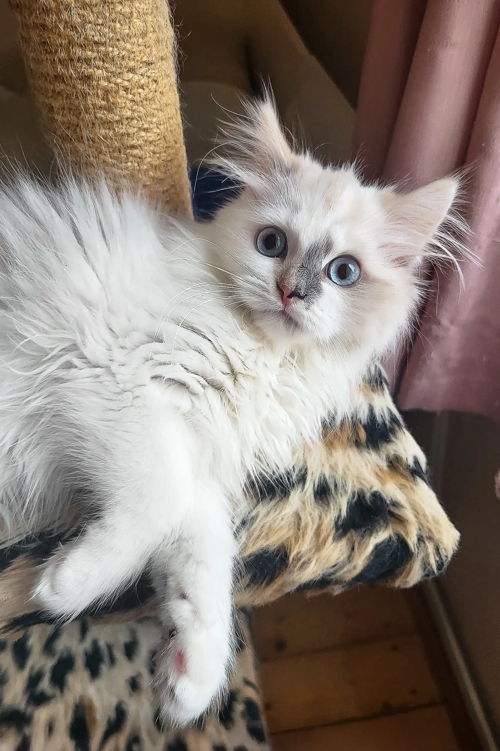 Zara | Siberian Kitten - Image 4