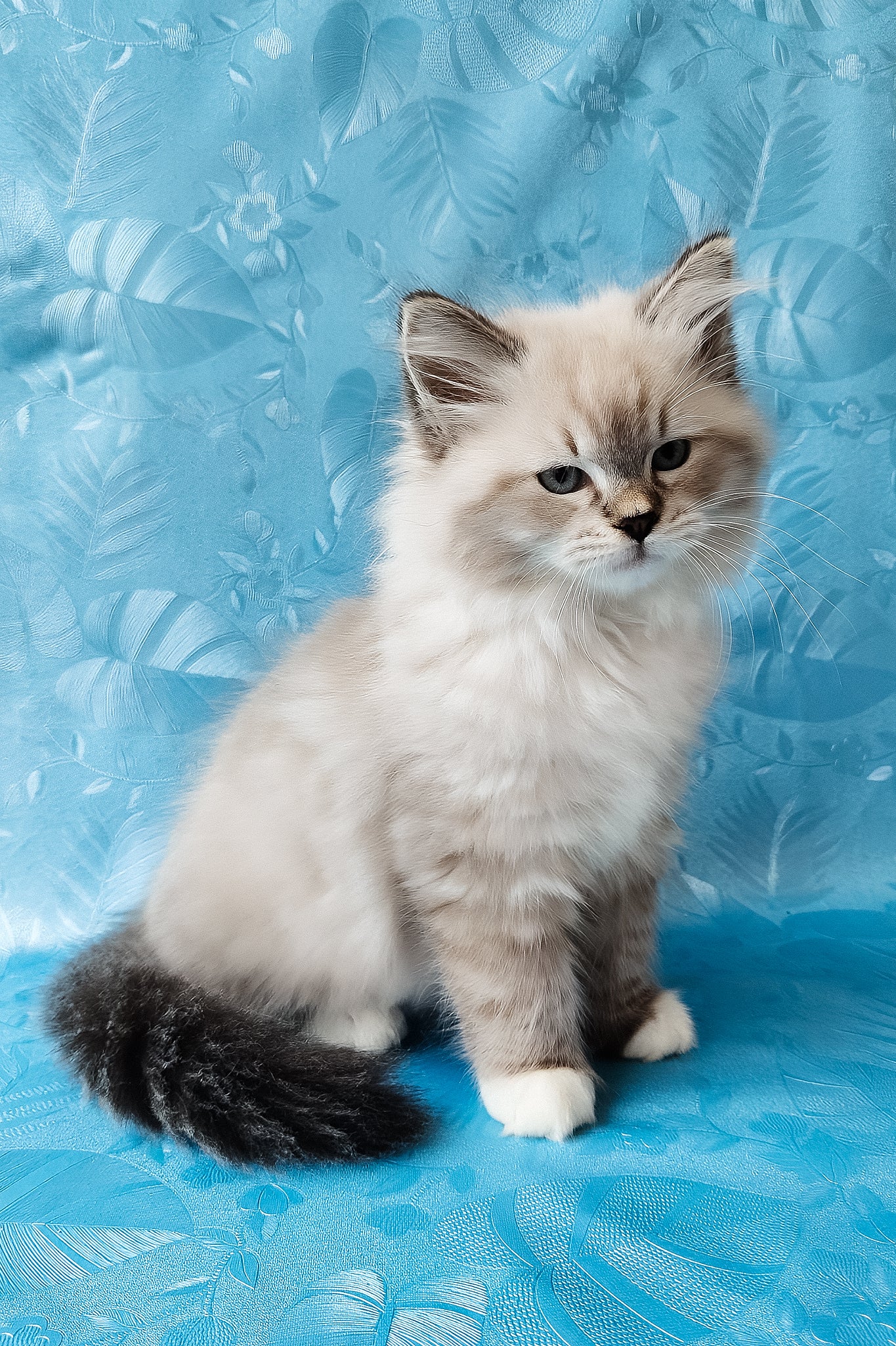 Zefir | Siberian Kitten - Image 6