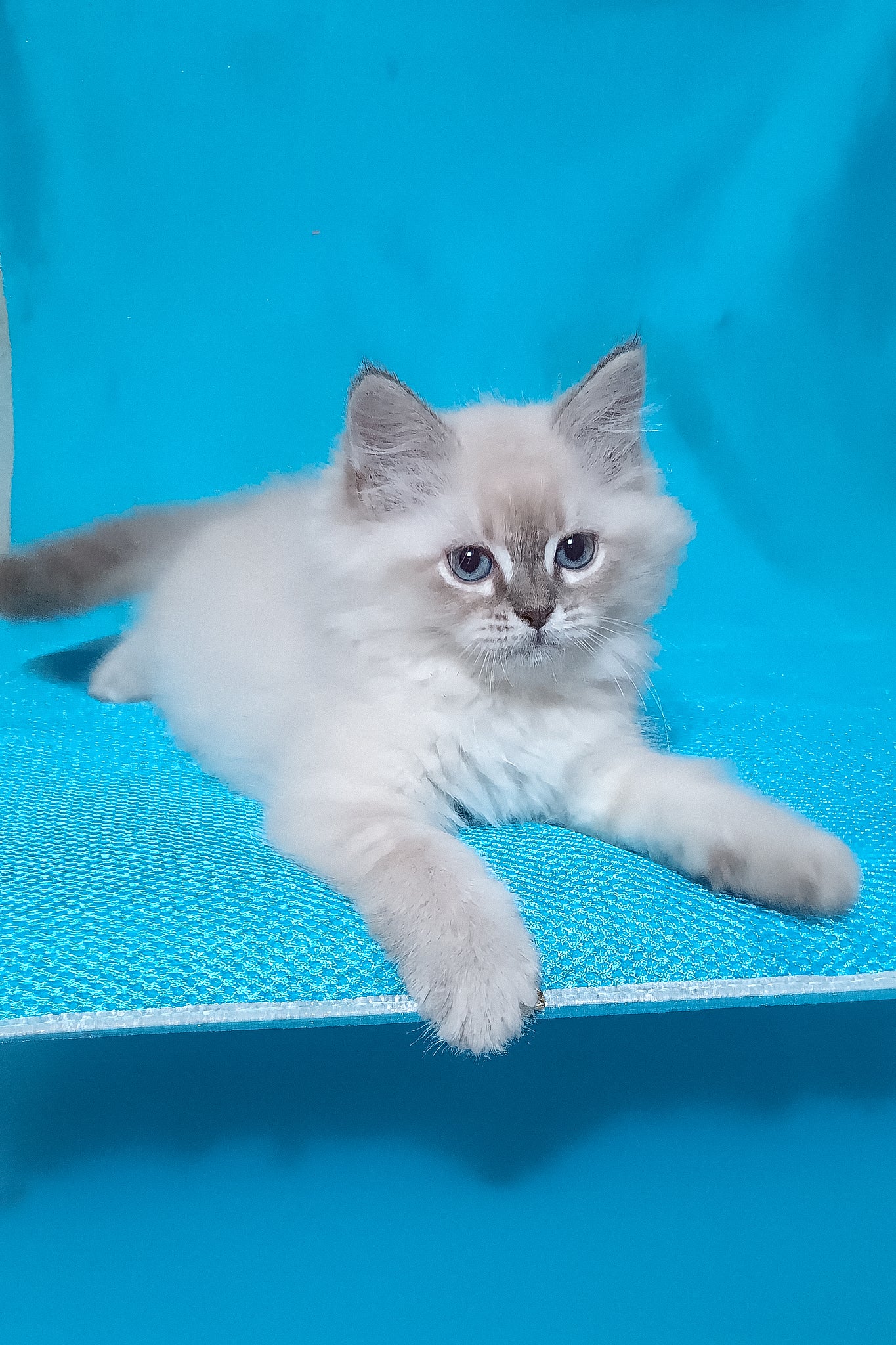 Zhulen | Siberian Kitten - Image 3