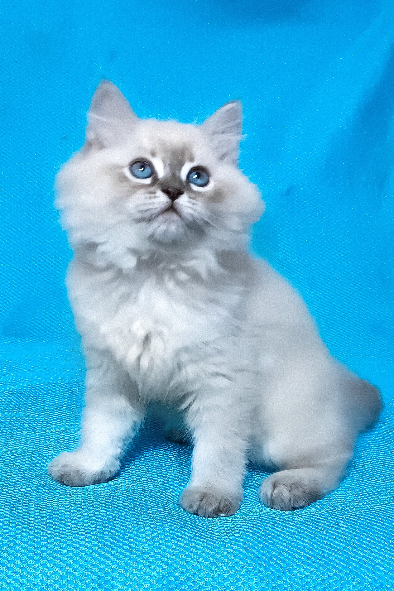 Zhulen | Siberian Kitten - Image 4