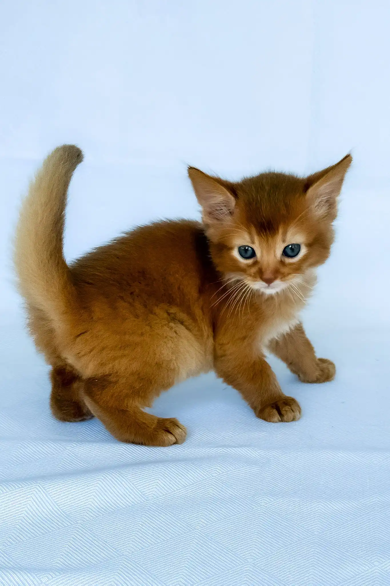 Henry | Somali Kitten - Image 5
