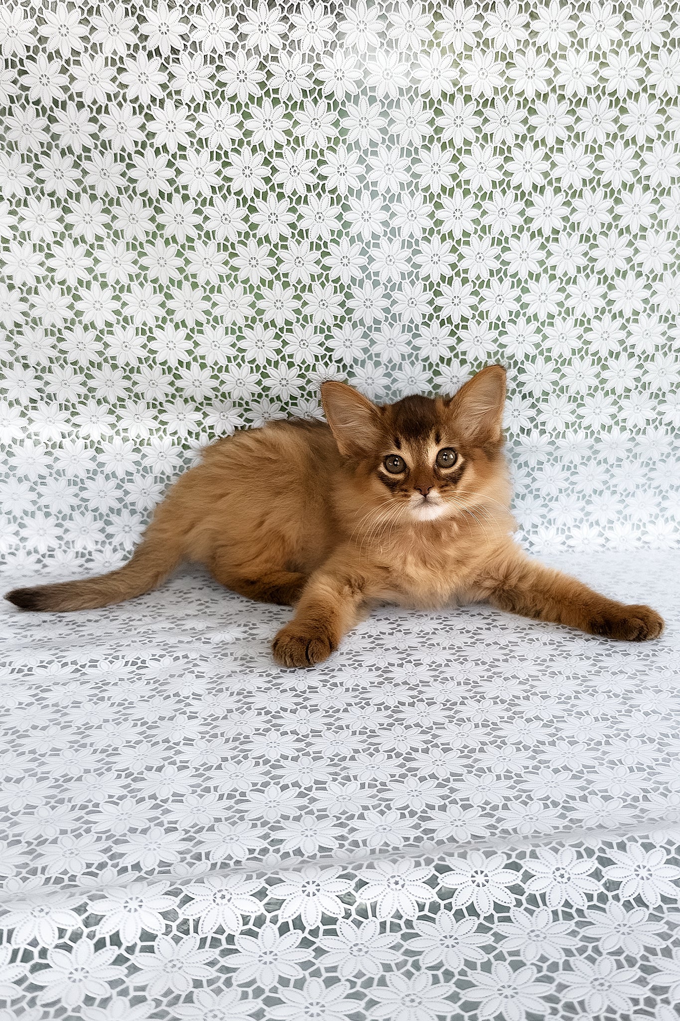 Quick | Somali Kitten - Image 7