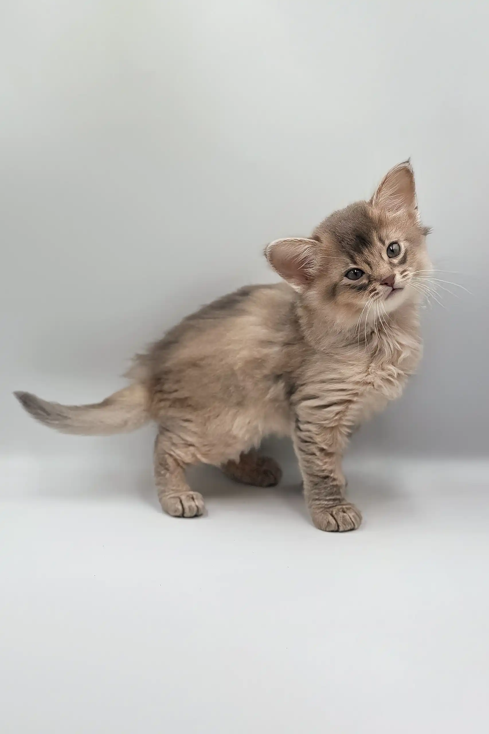 Saturn | Somali Kitten - Image 5