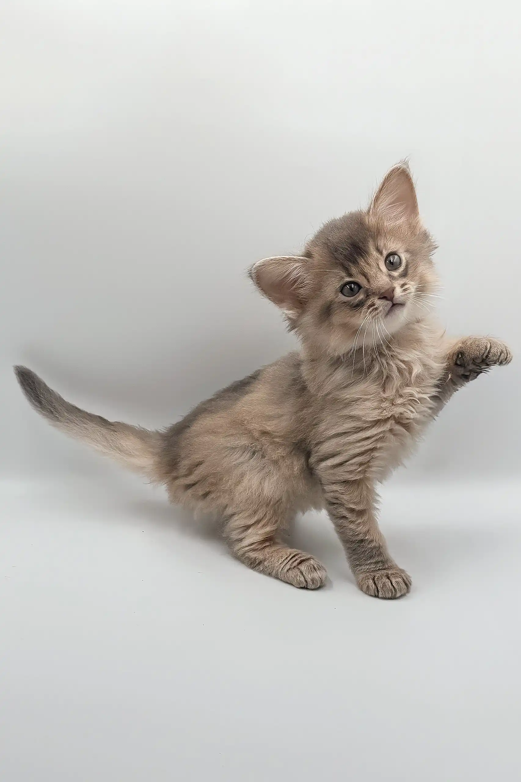 Saturn | Somali Kitten - Image 6