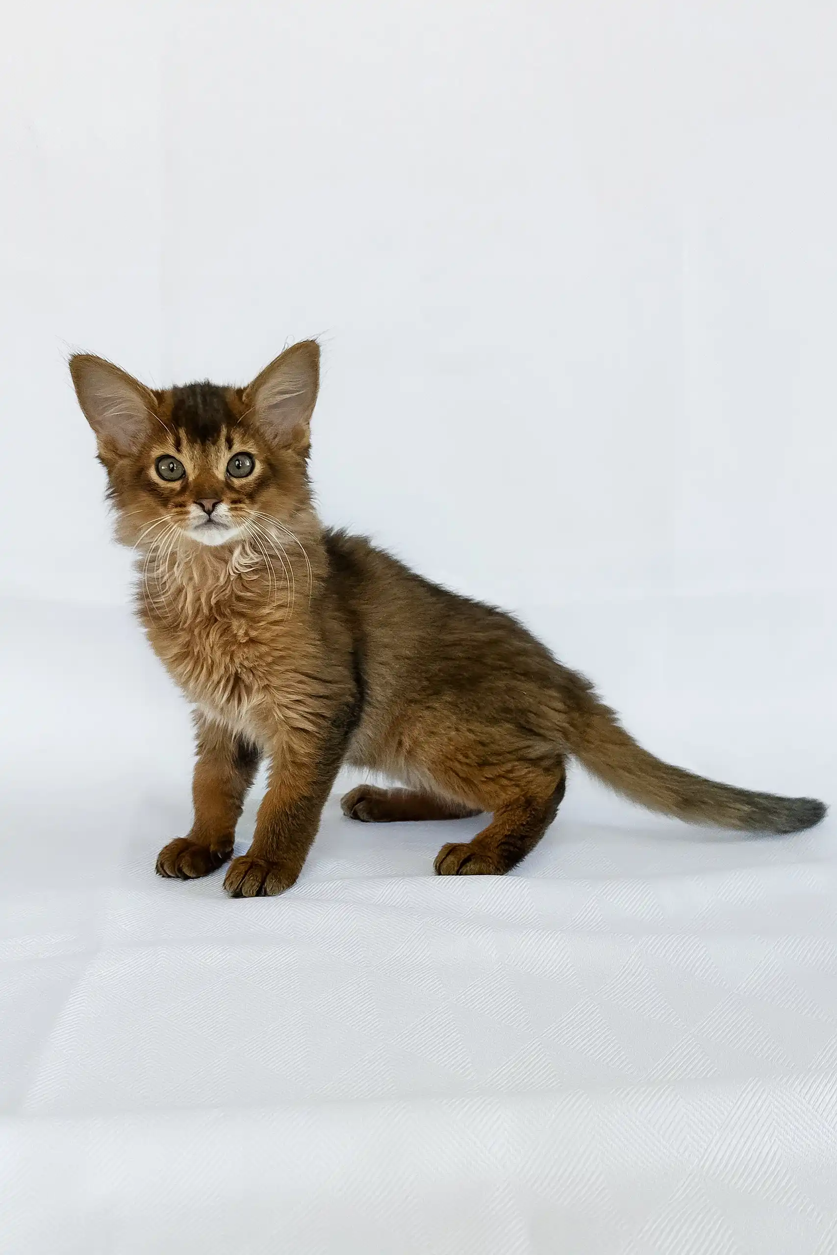 Sun | Somali Kitten - Image 4