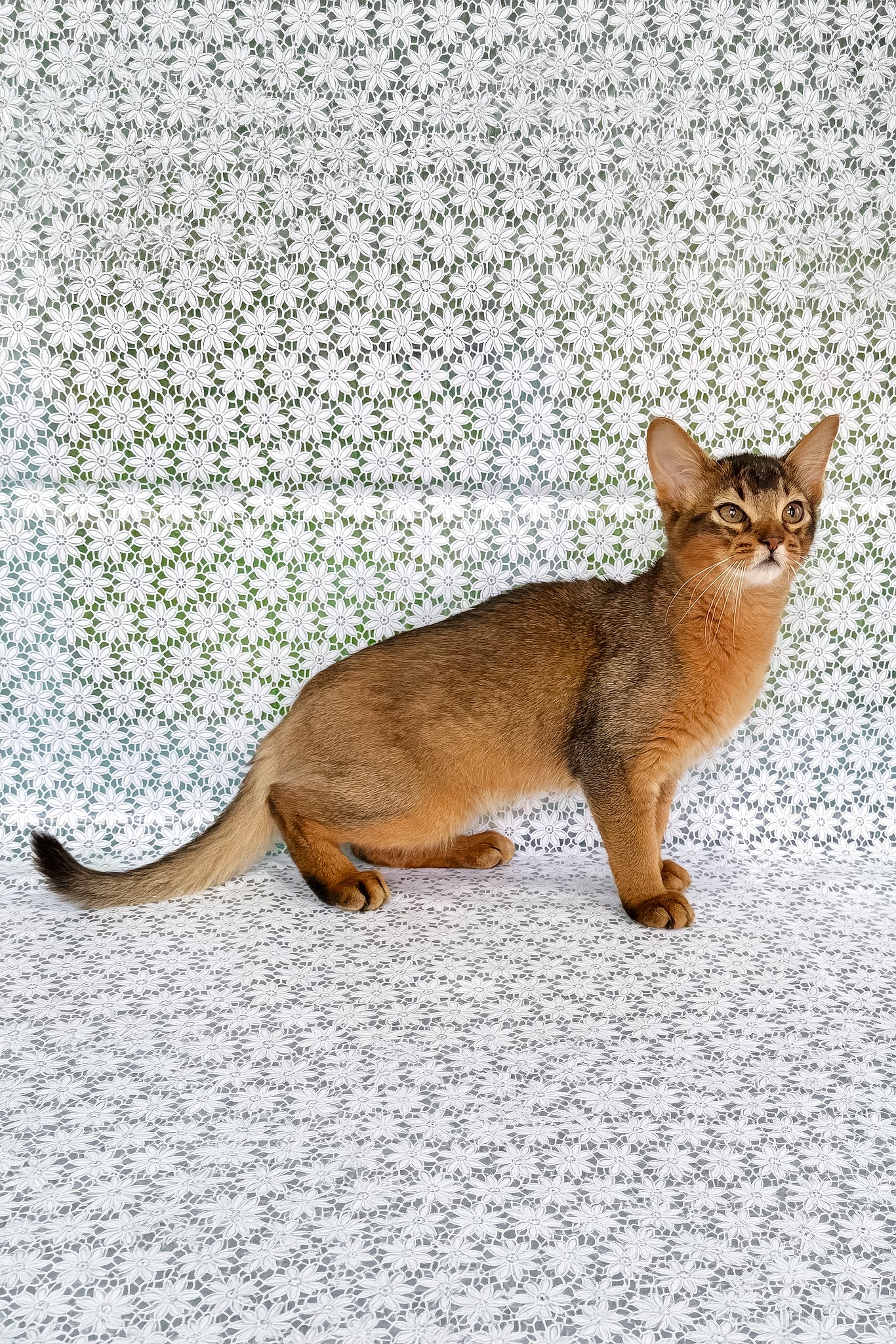 Ukrop | Somali Kitten - Image 4