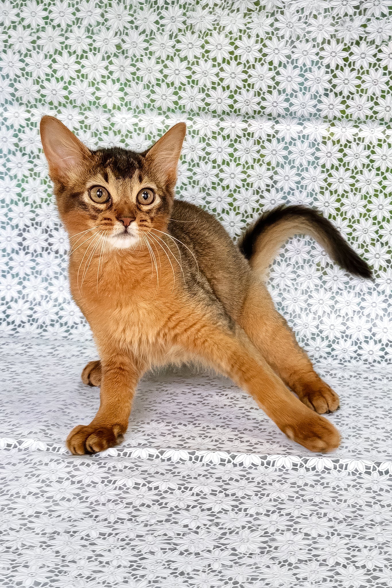 Ukrop | Somali Kitten - Image 5
