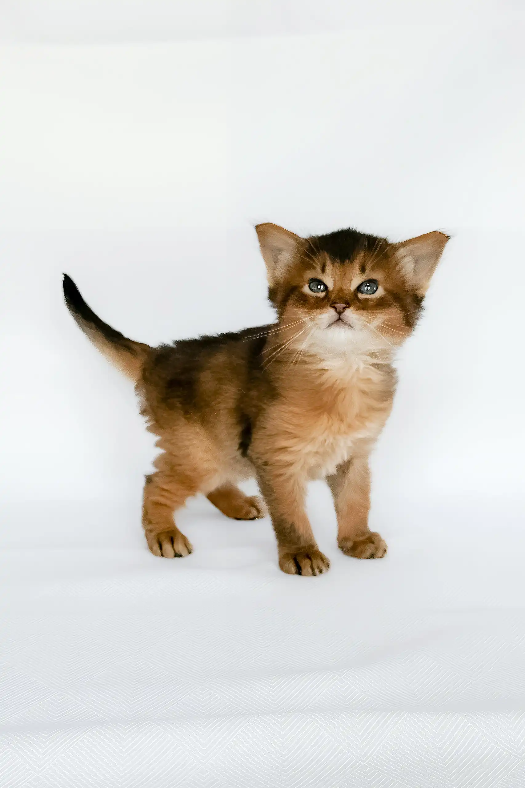 Urban | Somali Kitten