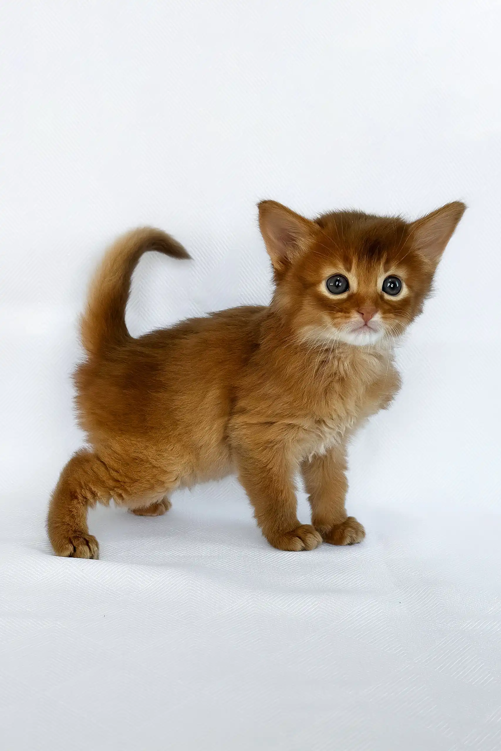 Watson | Somali Kitten - Image 2