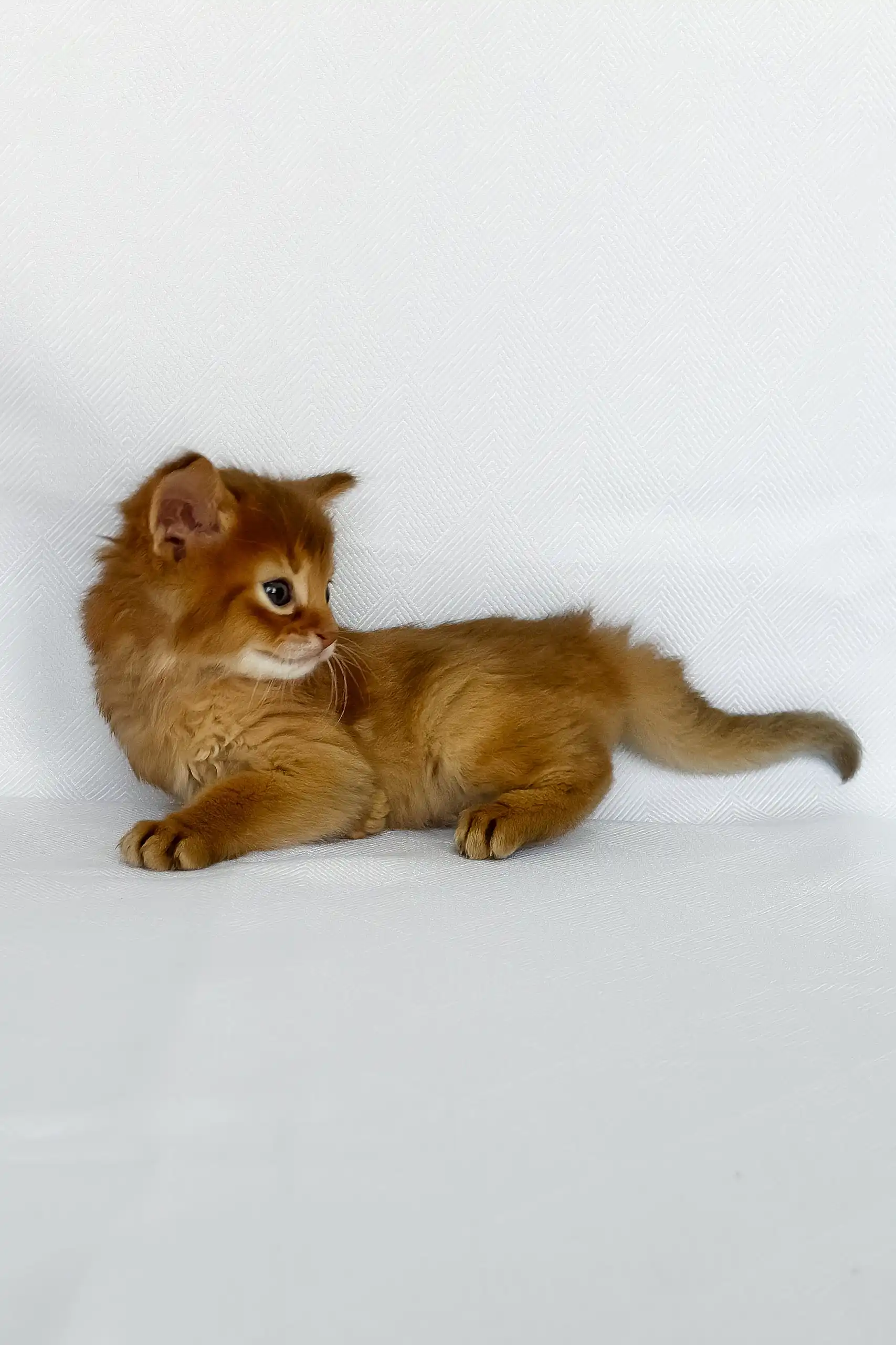 Wilson | Somali Kitten - Image 3