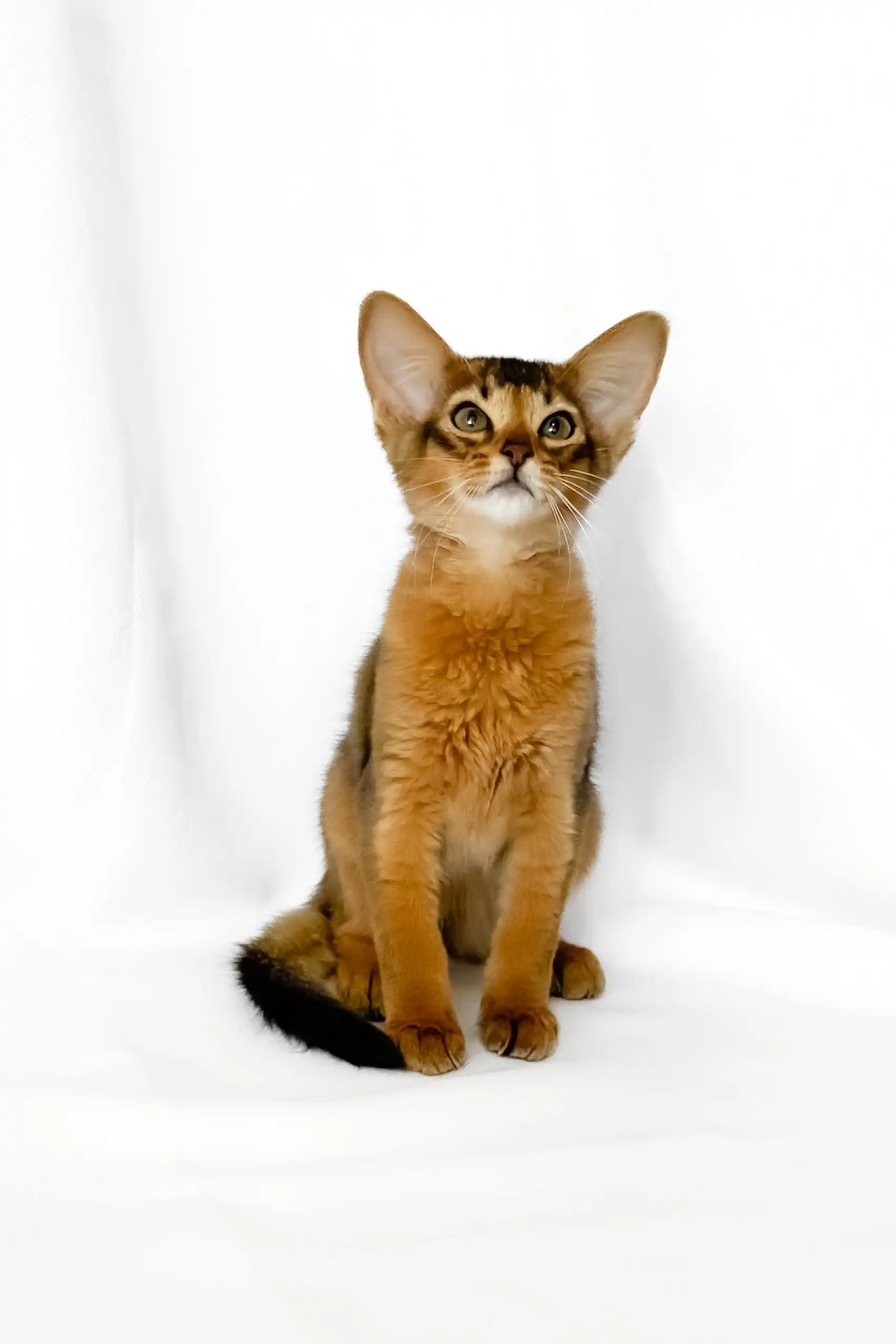 Yogurt | Somali Kitten - Image 5