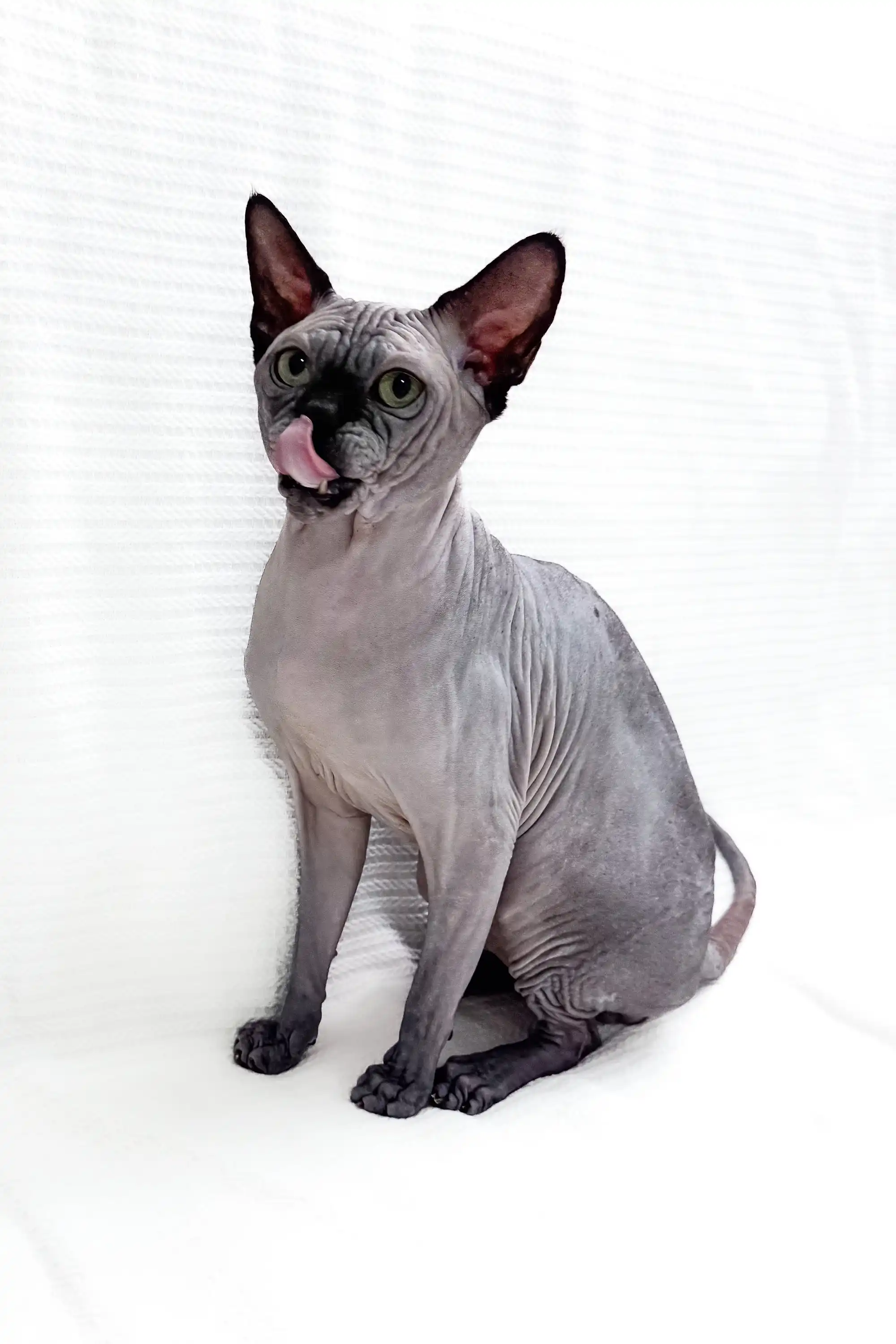 Barosha | Sphynx Kitten - Image 3