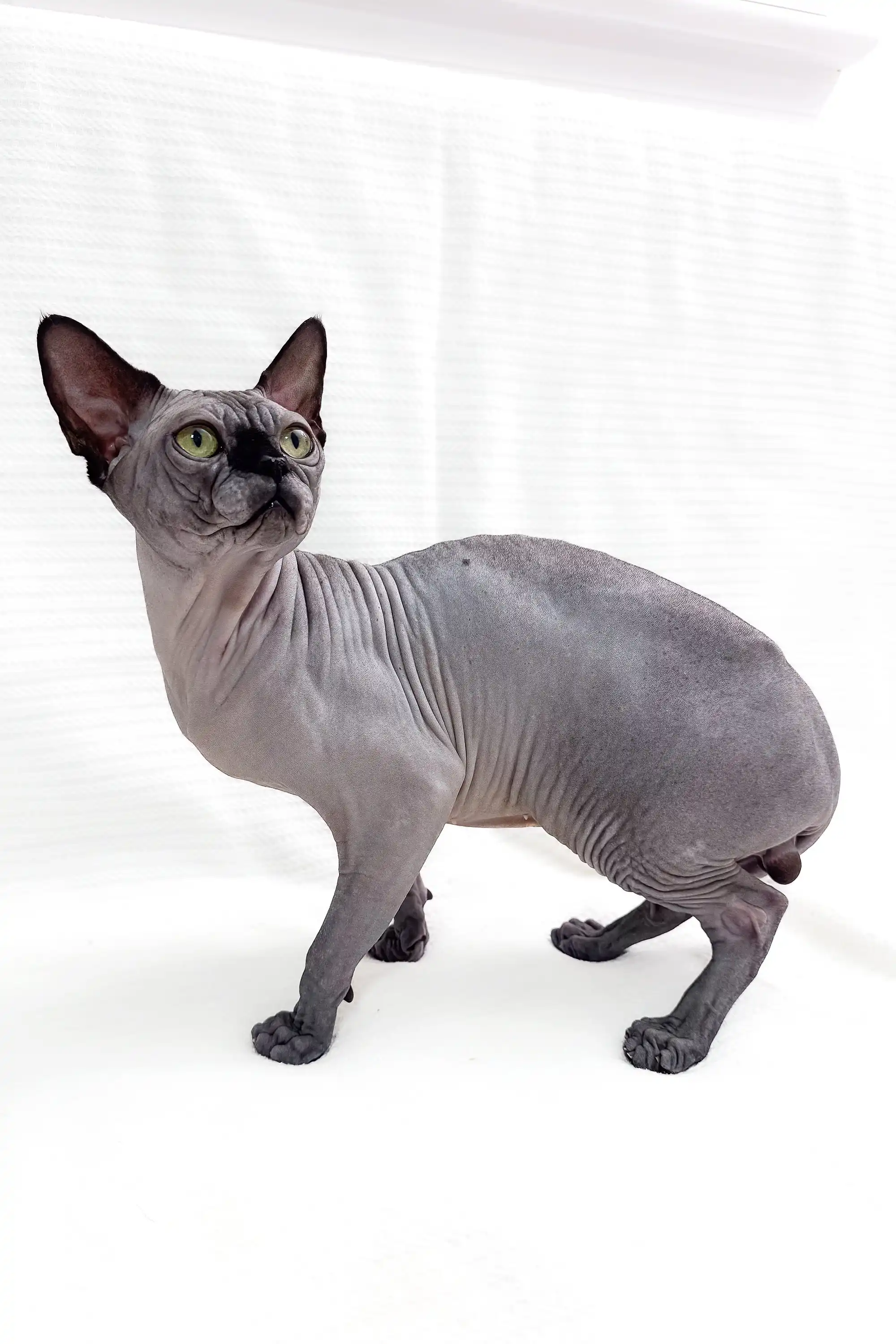 Barosha | Sphynx Kitten - Image 9