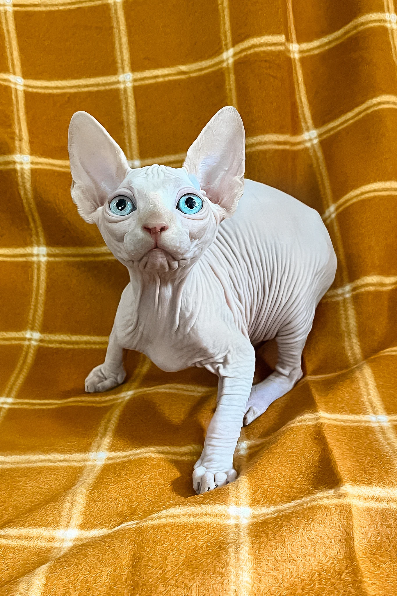 Dekster | Sphynx Kitten - Image 3