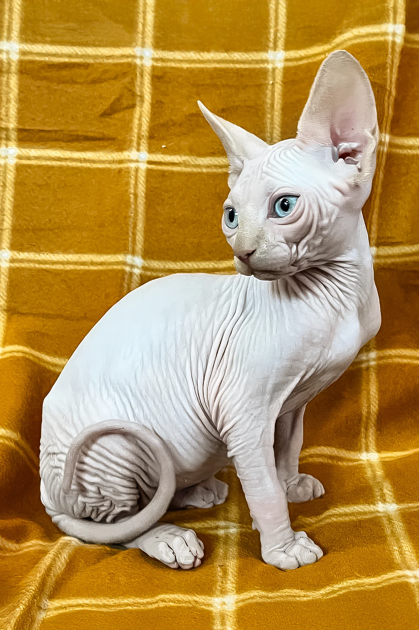 Dekster | Sphynx Kitten - Image 5
