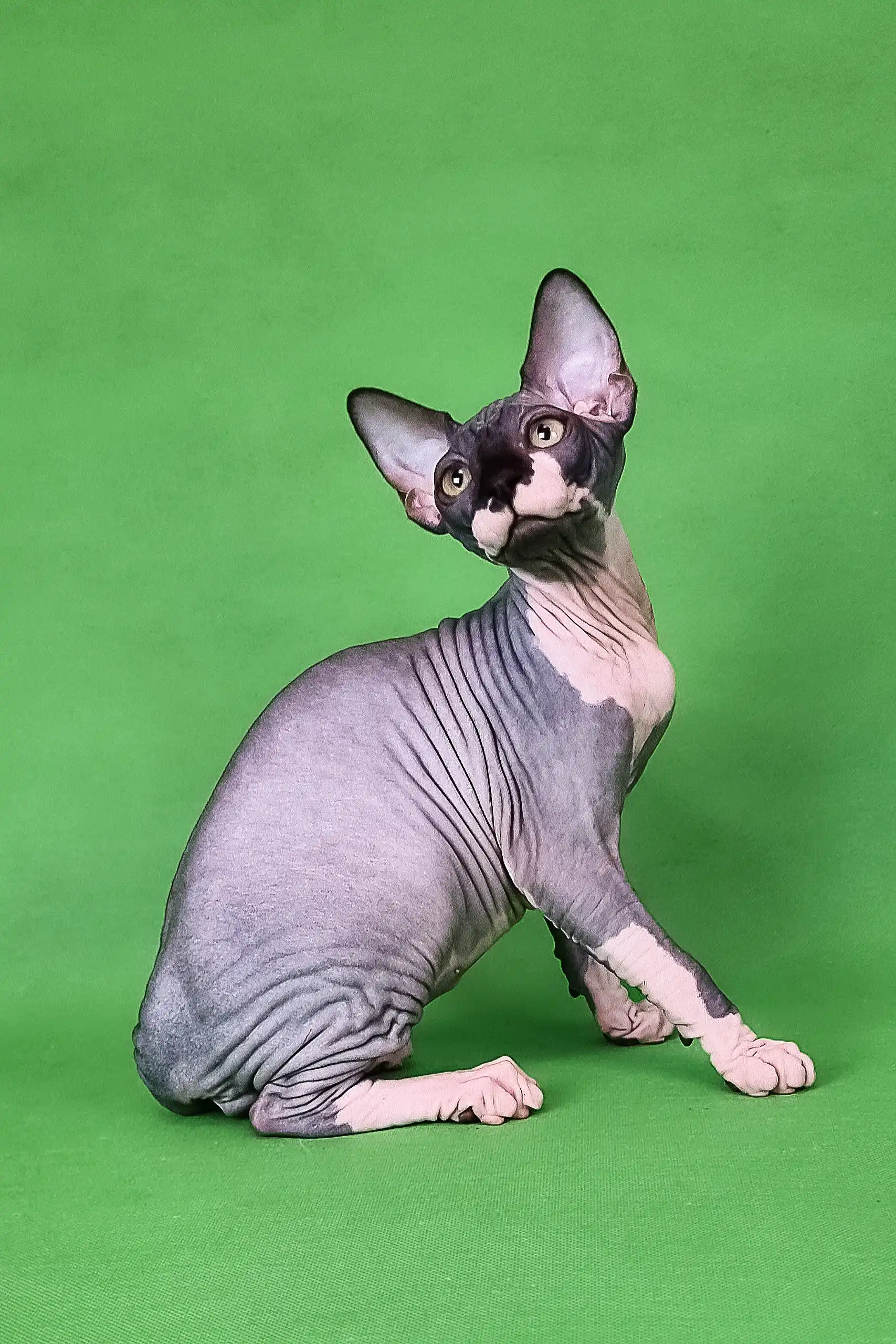 Garfield | Sphynx Kitten - Image 9