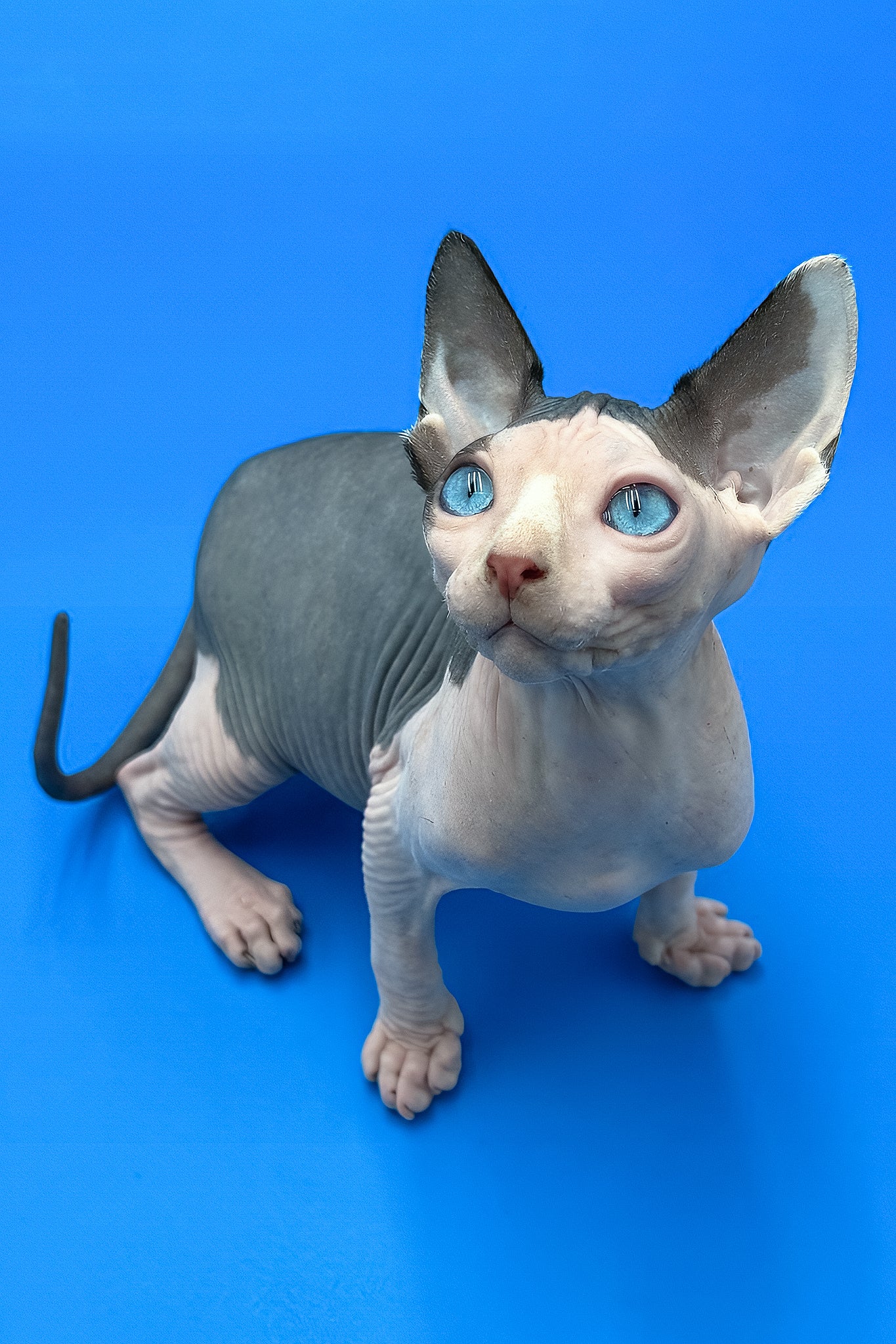 Hendrix | Sphynx Kitten - Image 4