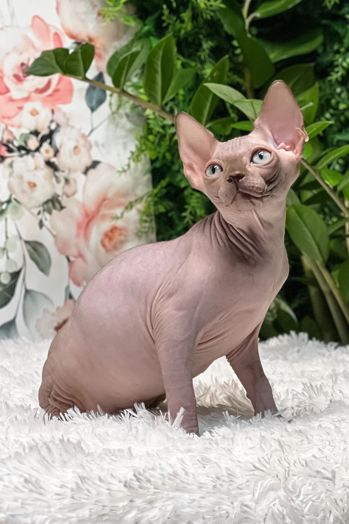 Keanu | Sphynx Kitten - Image 4
