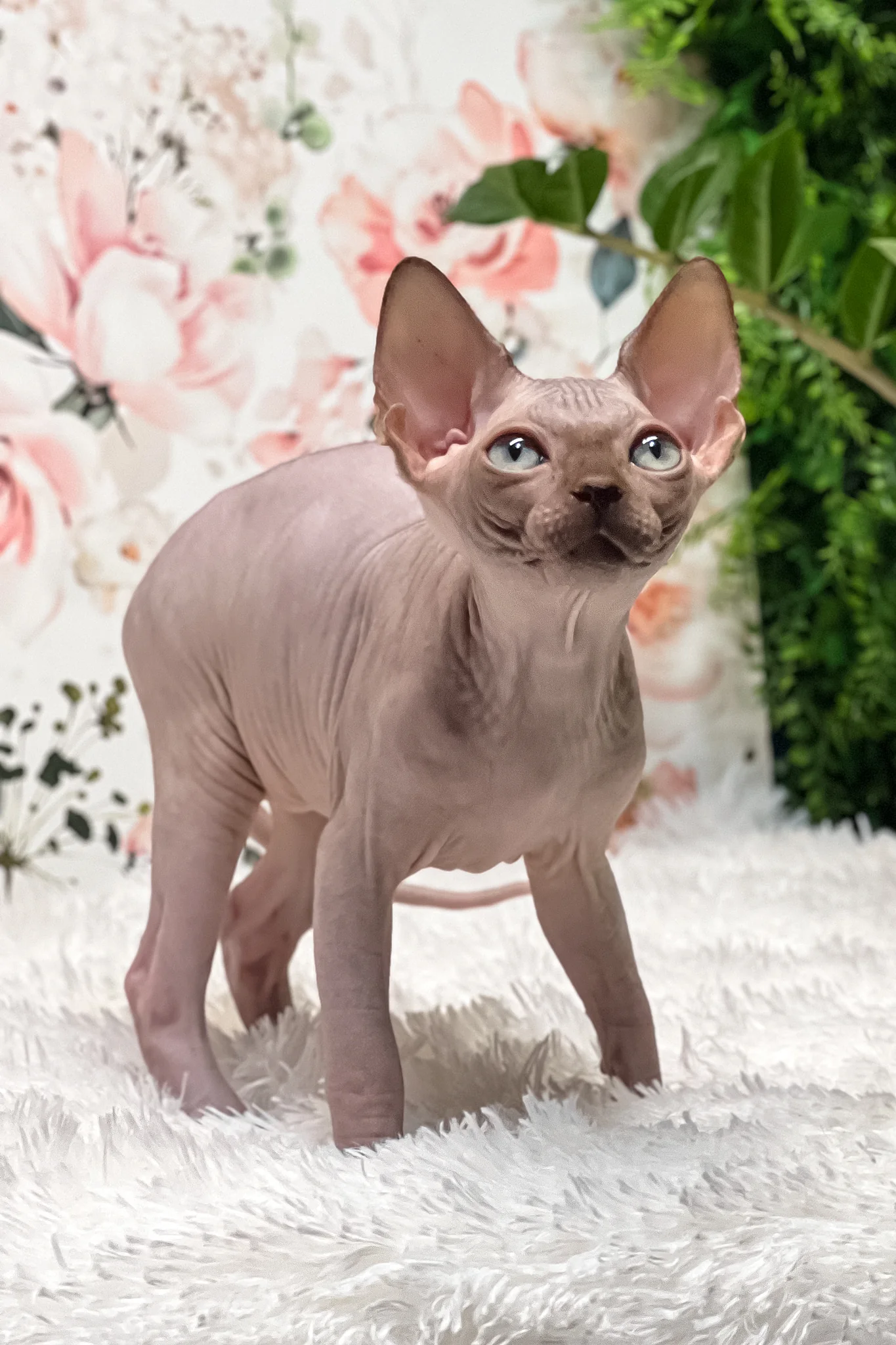 Keanu | Sphynx Kitten - Image 5