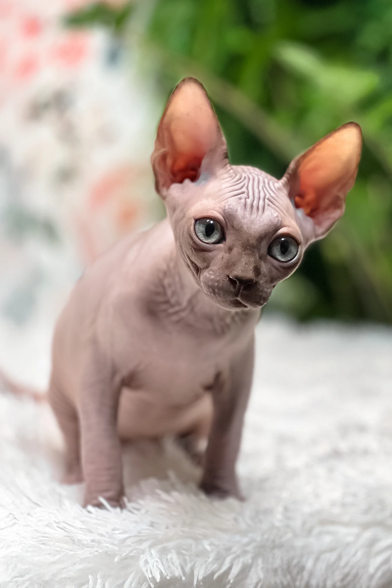 Keanu | Sphynx Kitten - Image 6