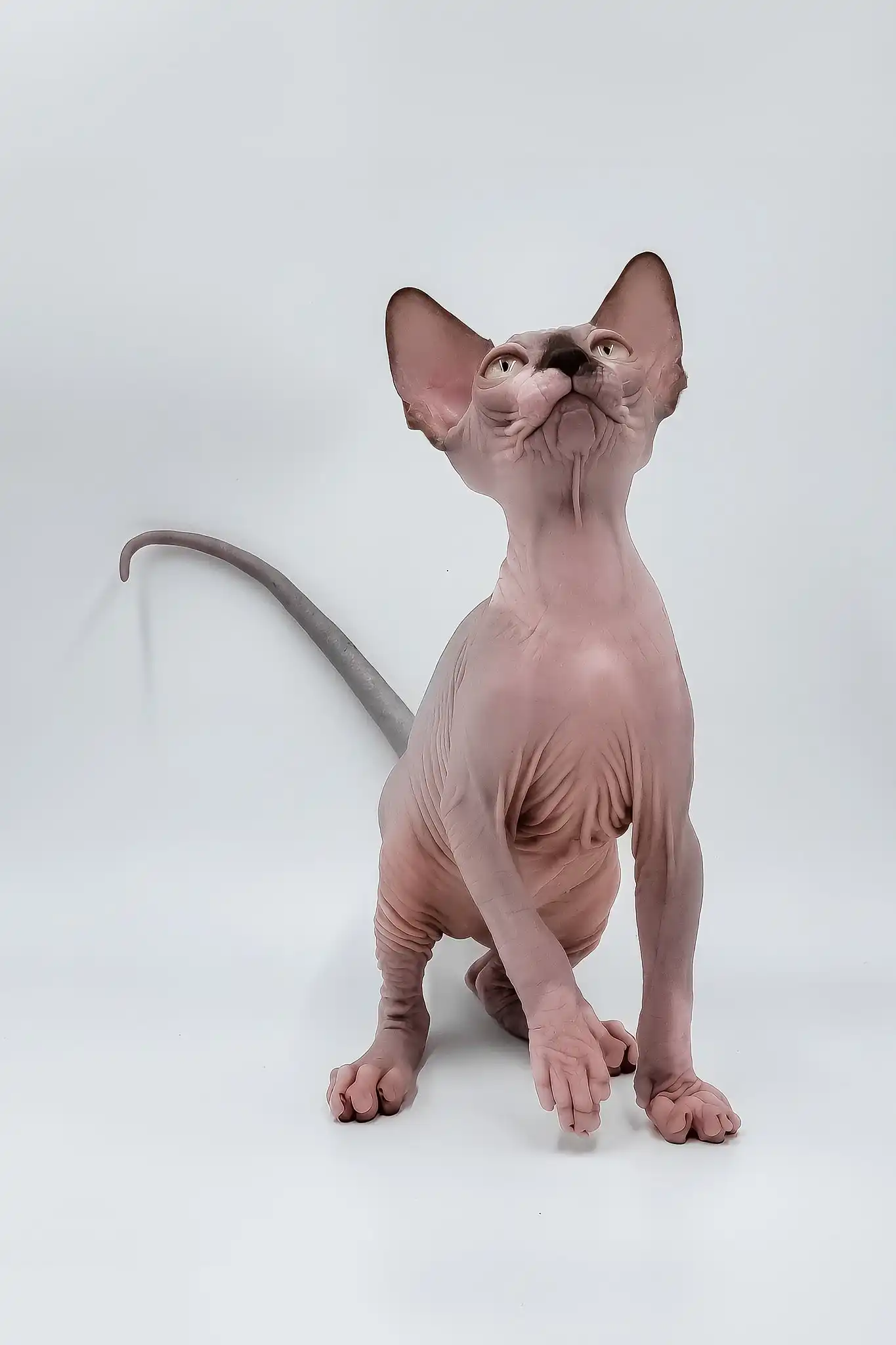 Leon | Sphynx Kitten - Image 4