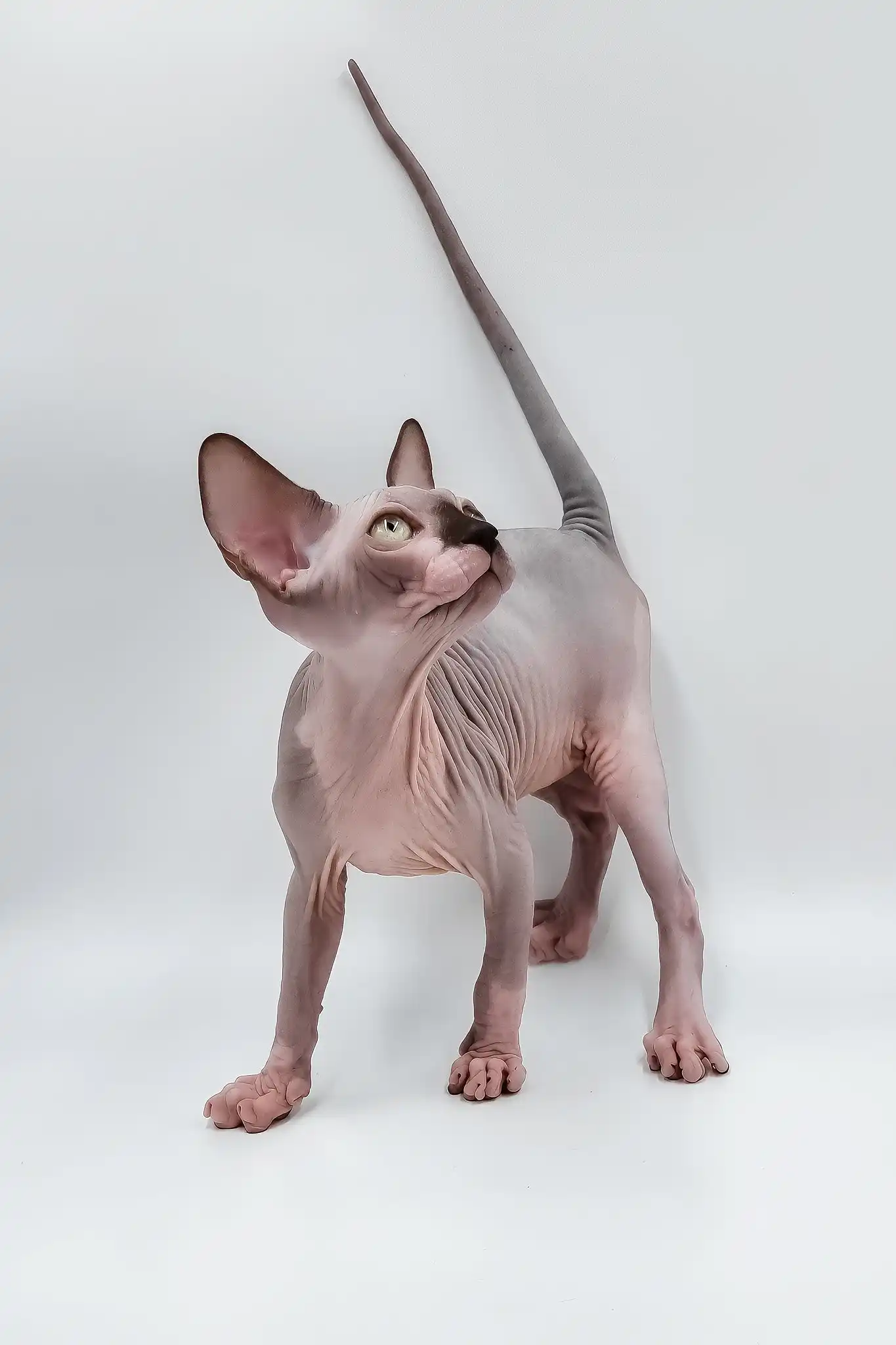 Leon | Sphynx Kitten - Image 5