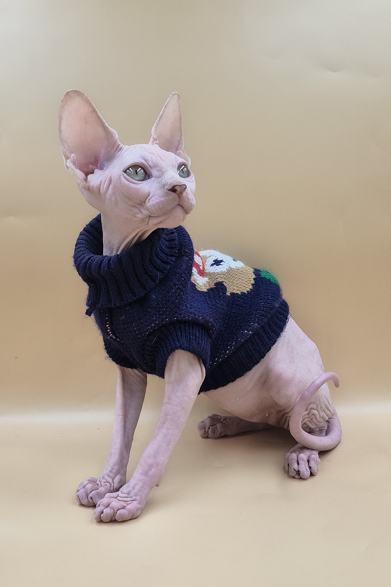 Ozzy | Sphynx Kitten - Image 3