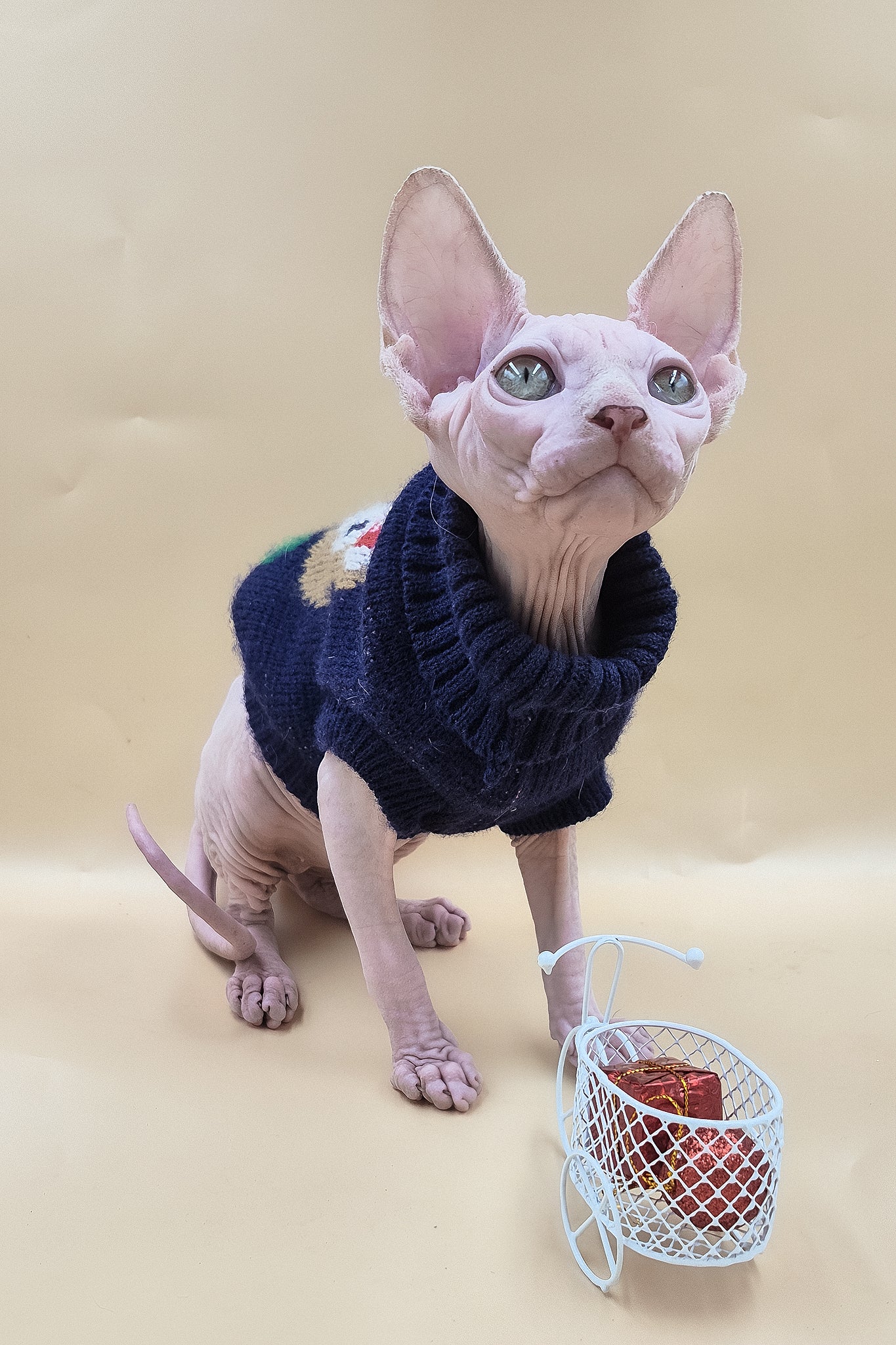 Ozzy | Sphynx Kitten - Image 4