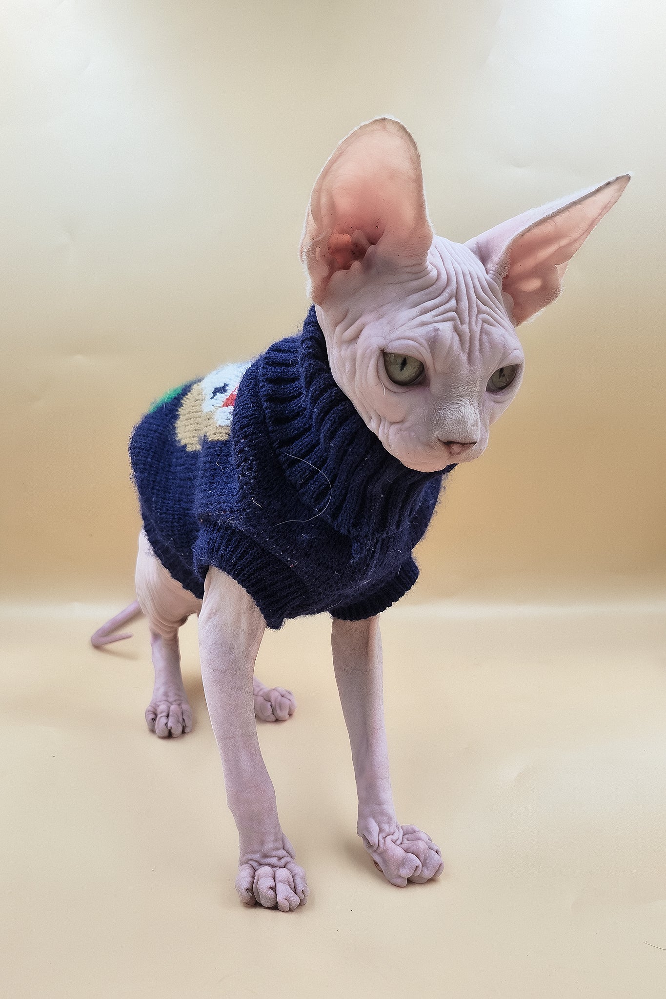 Ozzy | Sphynx Kitten - Image 5