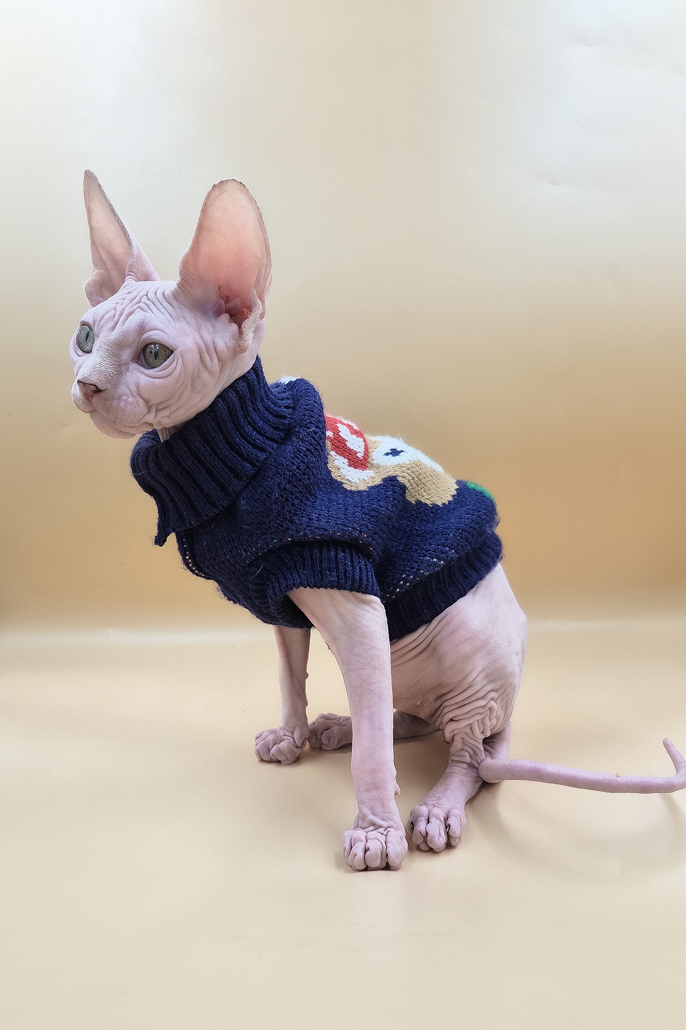 Ozzy | Sphynx Kitten - Image 6