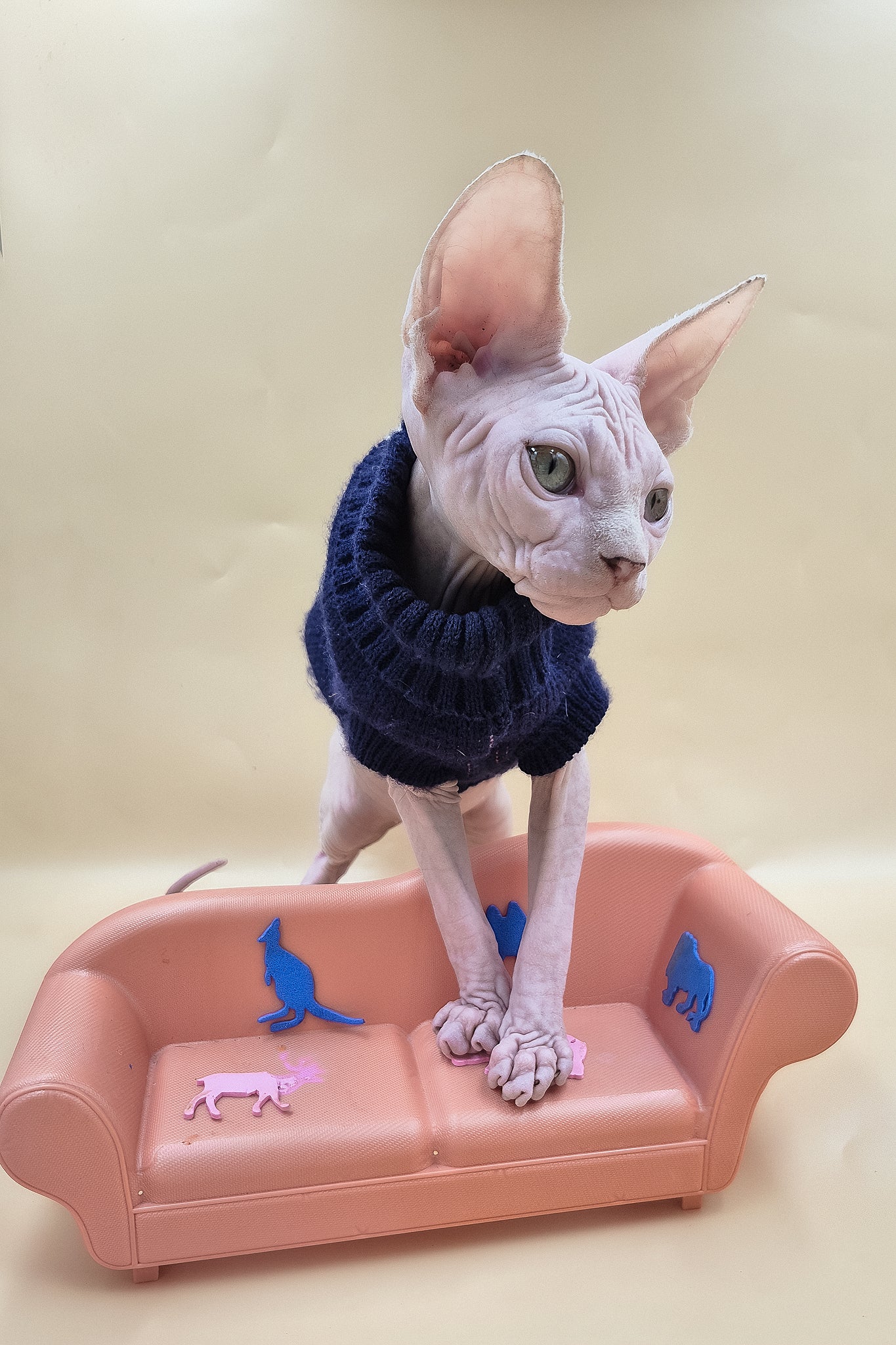 Ozzy | Sphynx Kitten - Image 8
