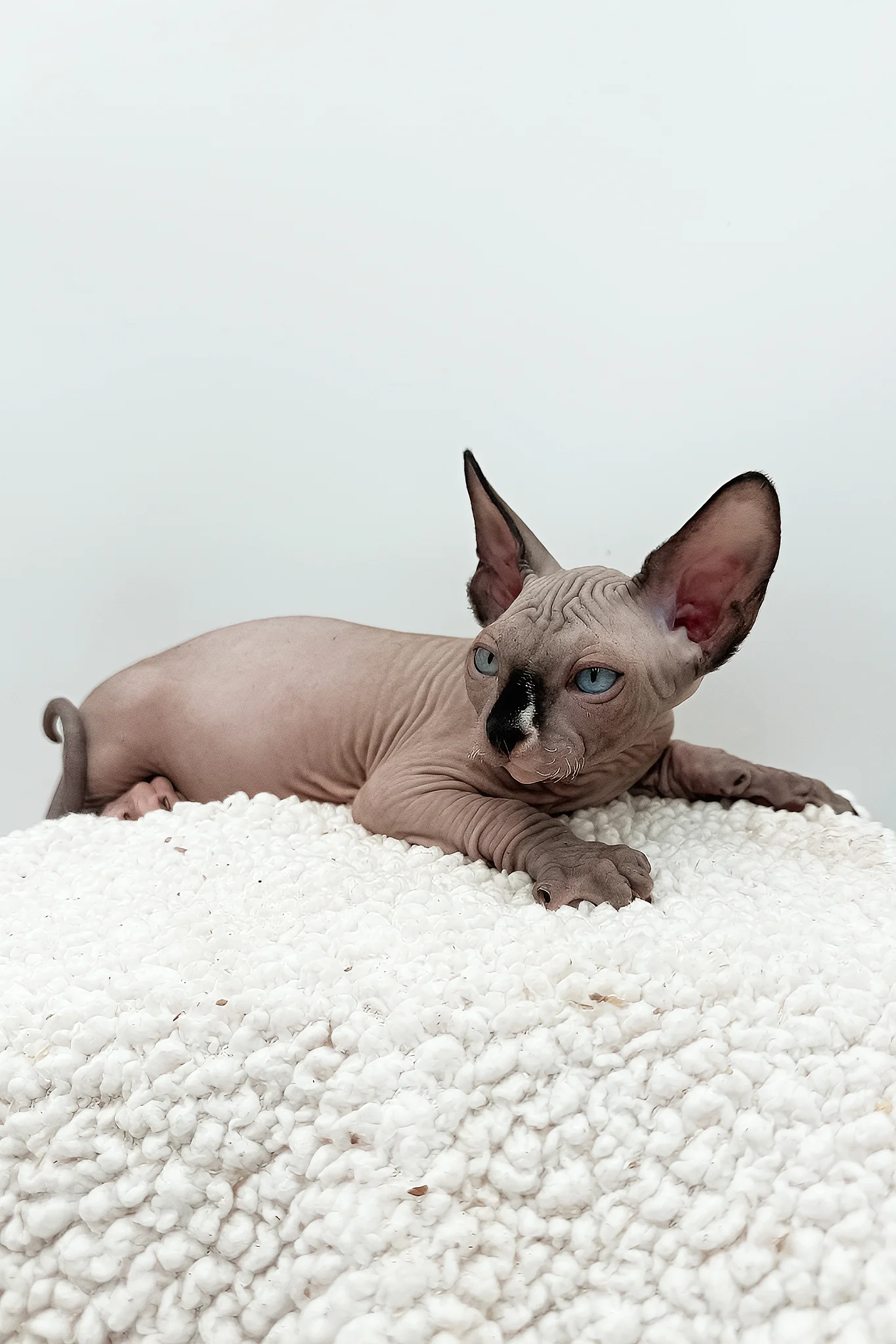 Presley | Sphynx Kitten - Image 7