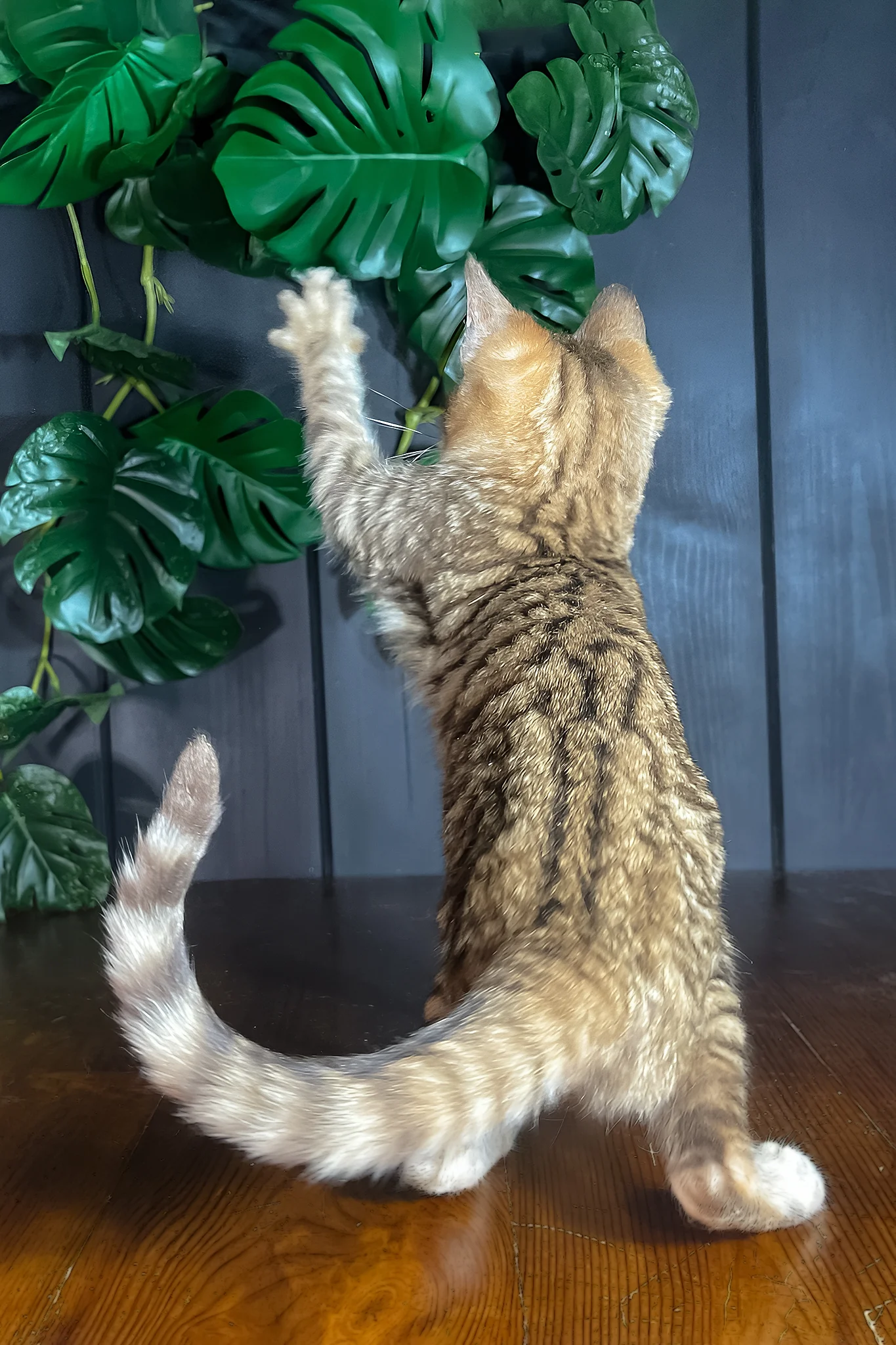 Nero | Toyger Kitten - Image 5