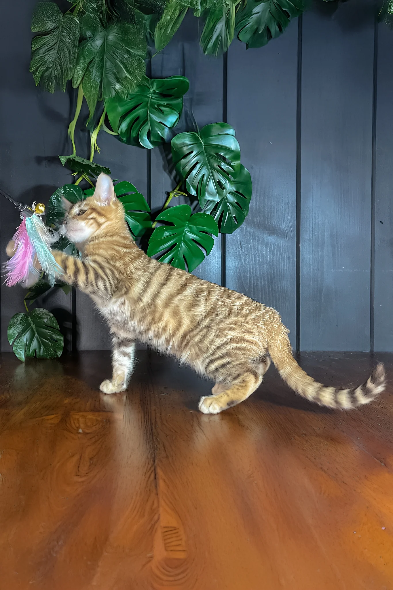Nimbus | Toyger Kitten - Image 5
