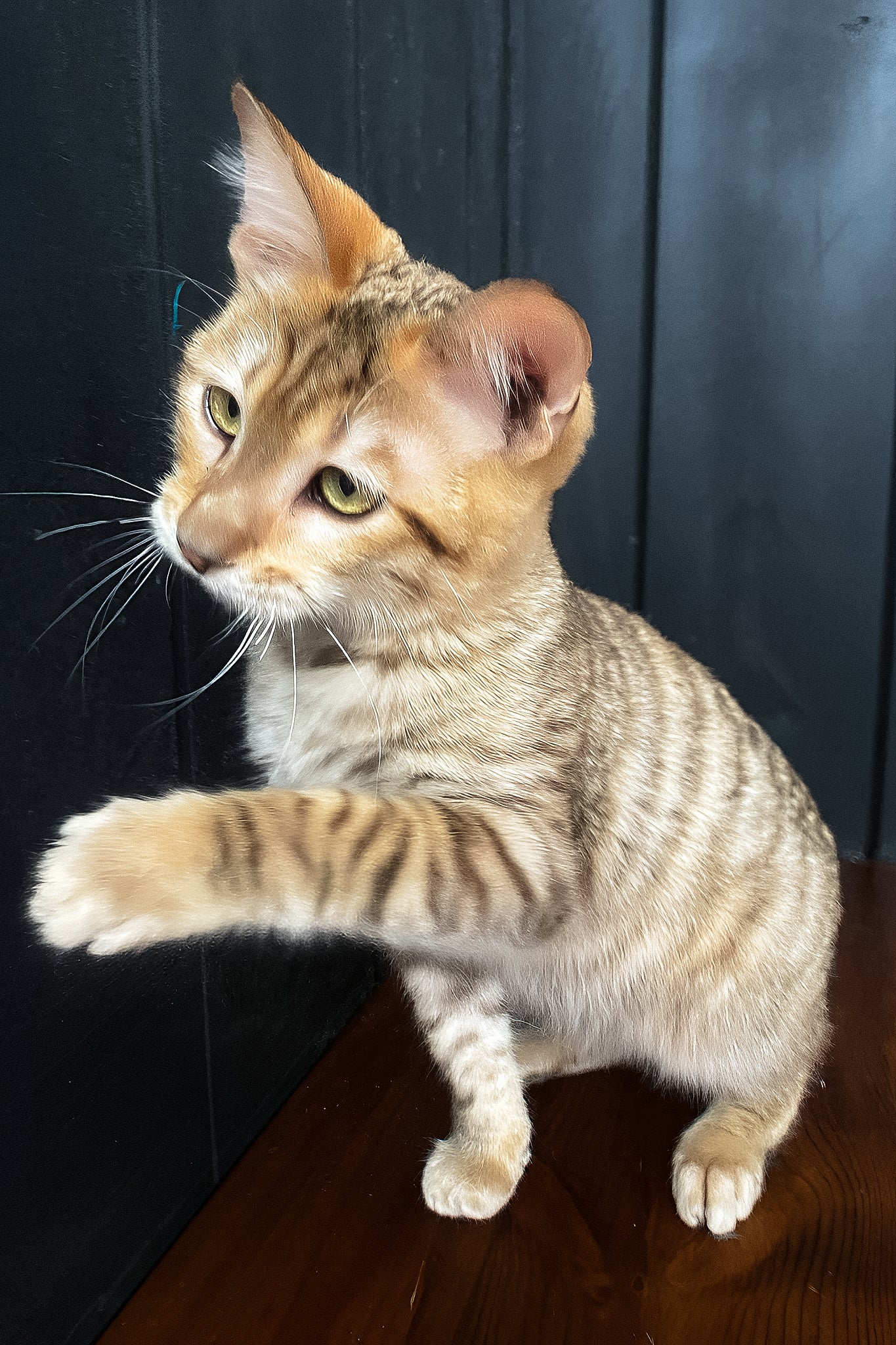 Nys | Toyger Kitten - Image 4