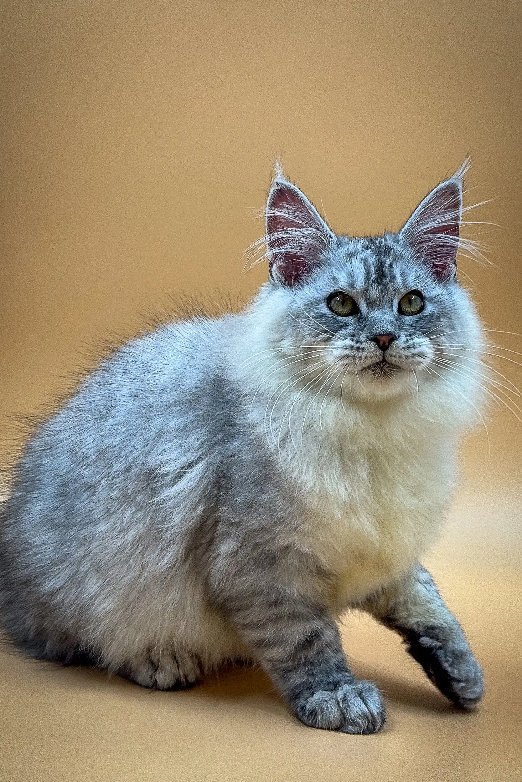 Malina | Maine Coon Kitten - Image 2