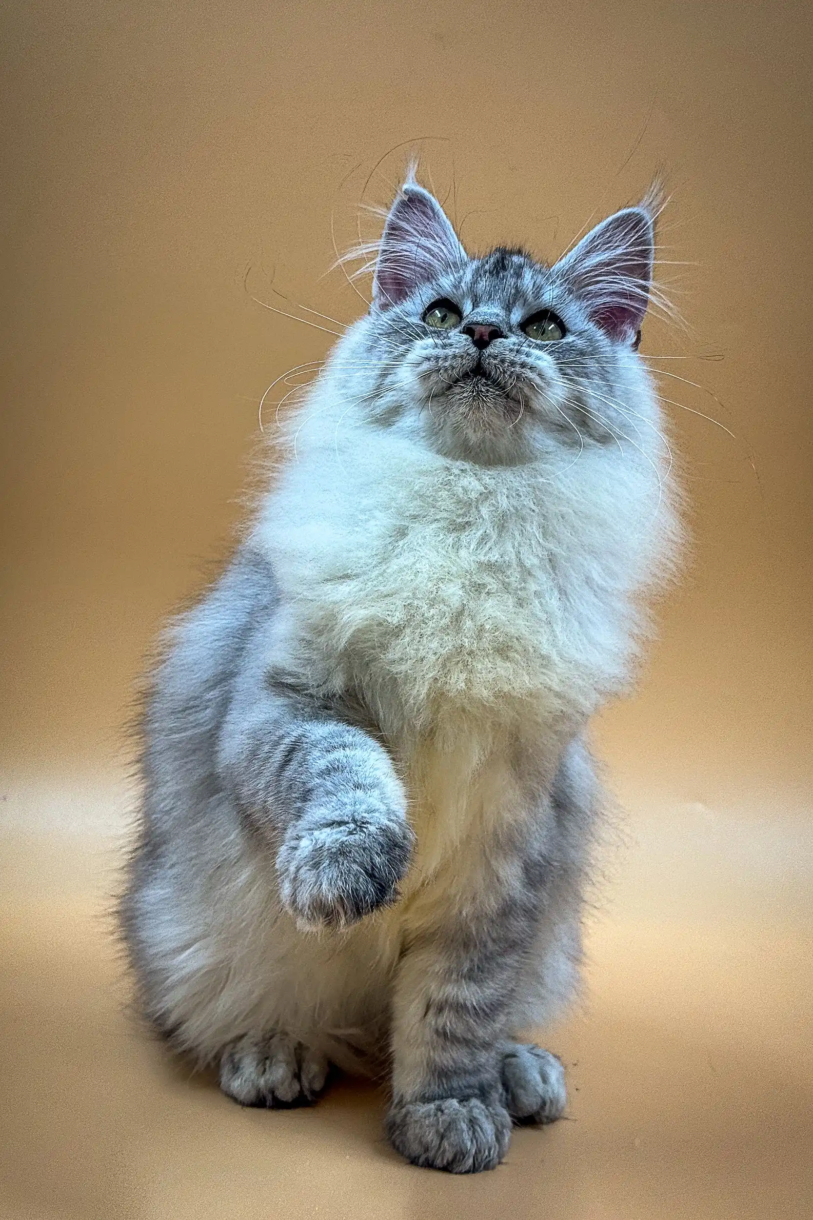Malina | Maine Coon Kitten - Image 4