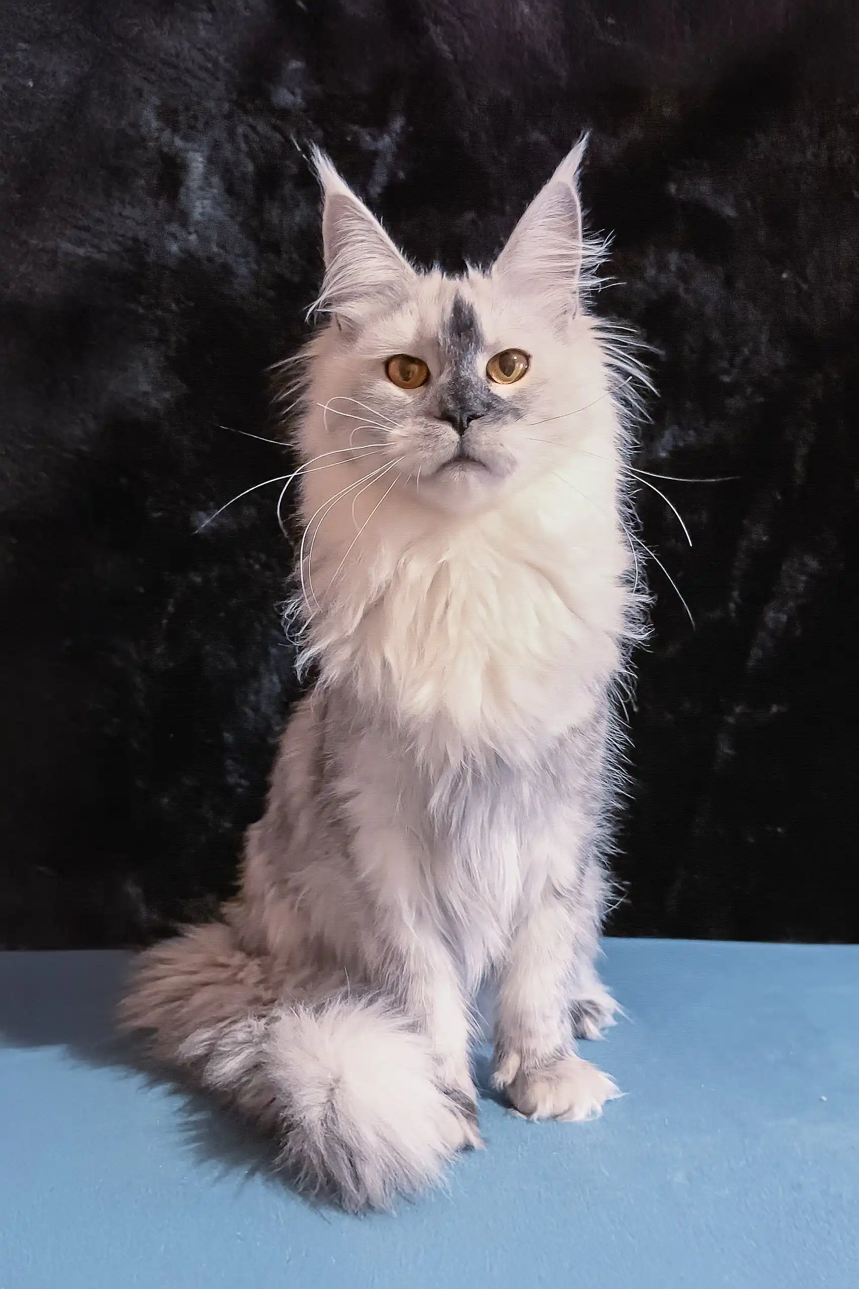 Malvina | Maine Coon Kitten - Image 2