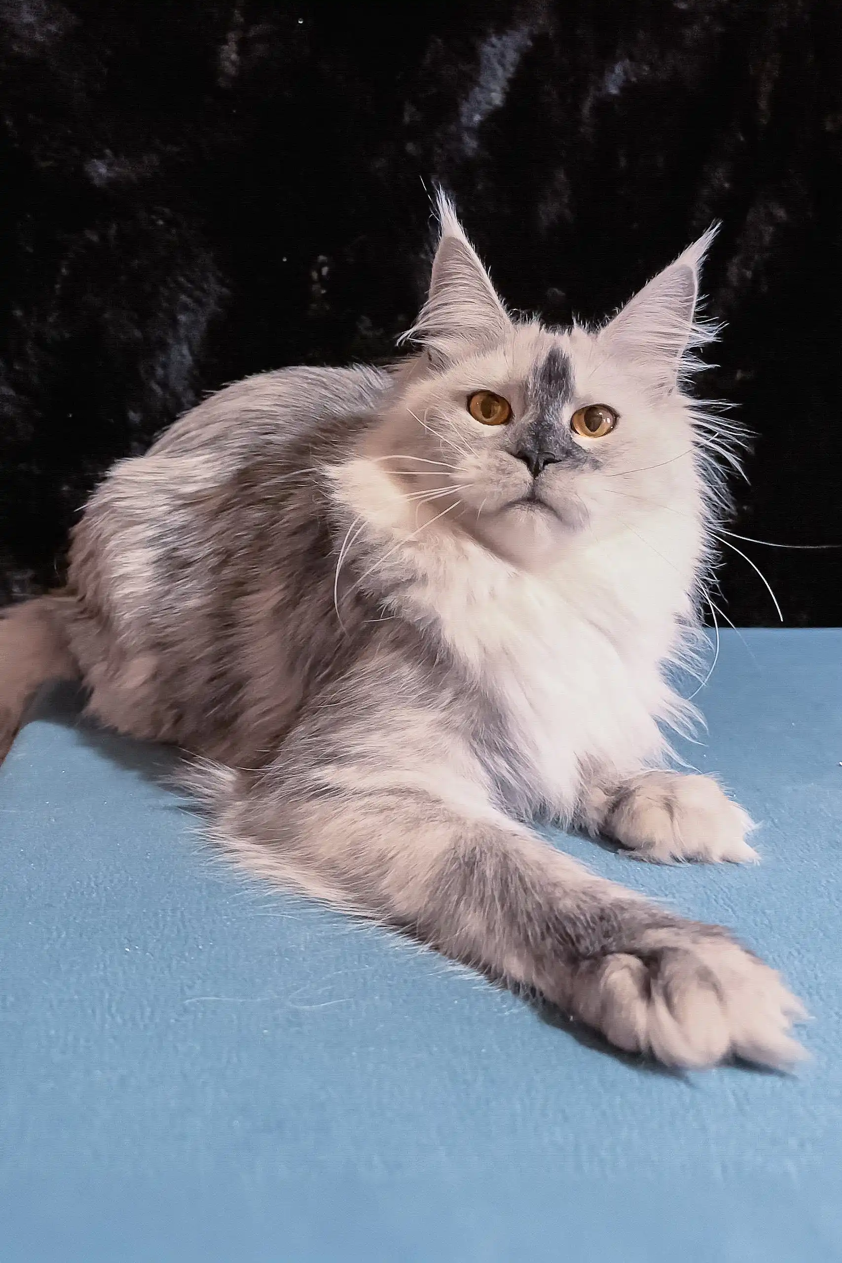 Malvina | Maine Coon Kitten - Image 3